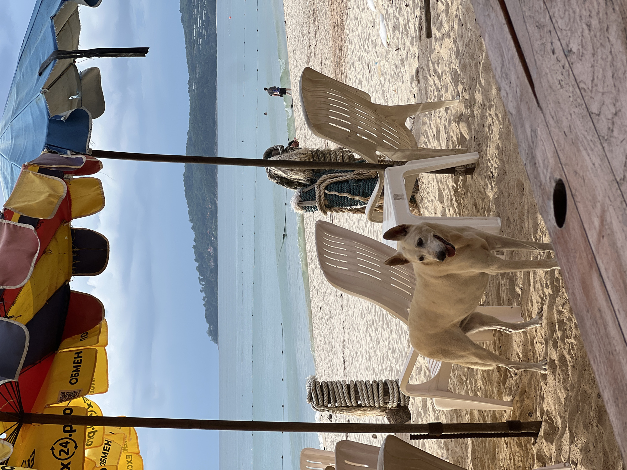 The image shows a sunny beach scene in an unknown city, with a dog standing among white plastic chairs in the sand. A colorful beach umbrella partially covers the top left. The sea is visible in the background, with a person wading in the water. A collection of ropes and buoys sit between the chairs and the water. A wooden structure is on the right.