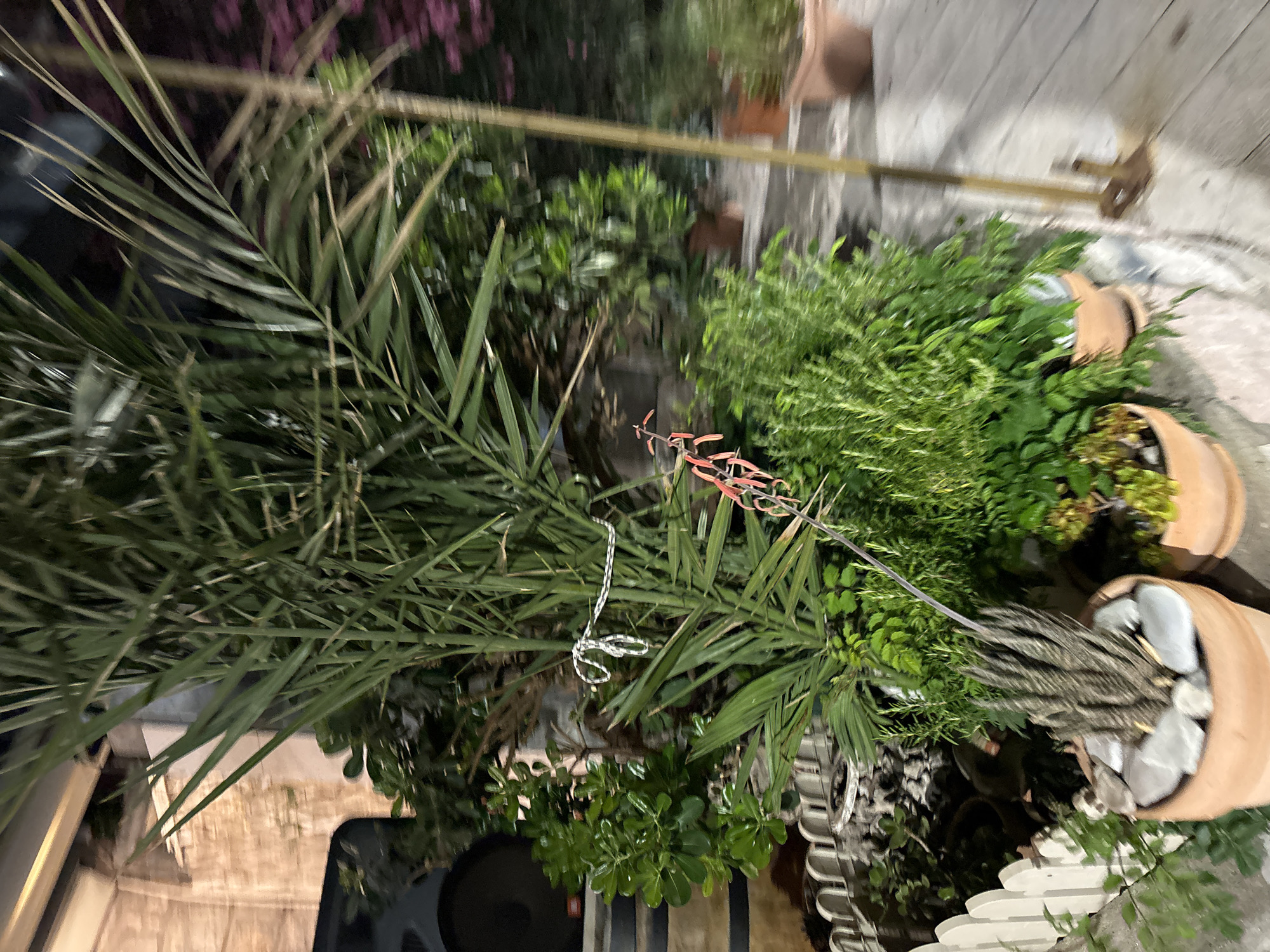 An outdoor night scene in Petrovac centar, Montenegro, displays a variety of potted plants and foliage. In the foreground, a large terracotta pot contains a snake plant, its stiff, striped leaves emerging from a bed of smooth grey stones. Adjacent to it, another terracotta pot holds lush green plants. A white picket fence borders the area to the left. Dominating the center of the frame is a tall palm plant, its feathery fronds extending upwards. A thin, red-orange flower stalk is visible on this palm. A black speaker is partially visible behind the palm on the left. The background reveals more greenery and the blurred outline of a building or structure. A wooden pole stands vertically on the right side of the image, casting a shadow. The lighting suggests it is nighttime, with artificial light sources illuminating the scene.