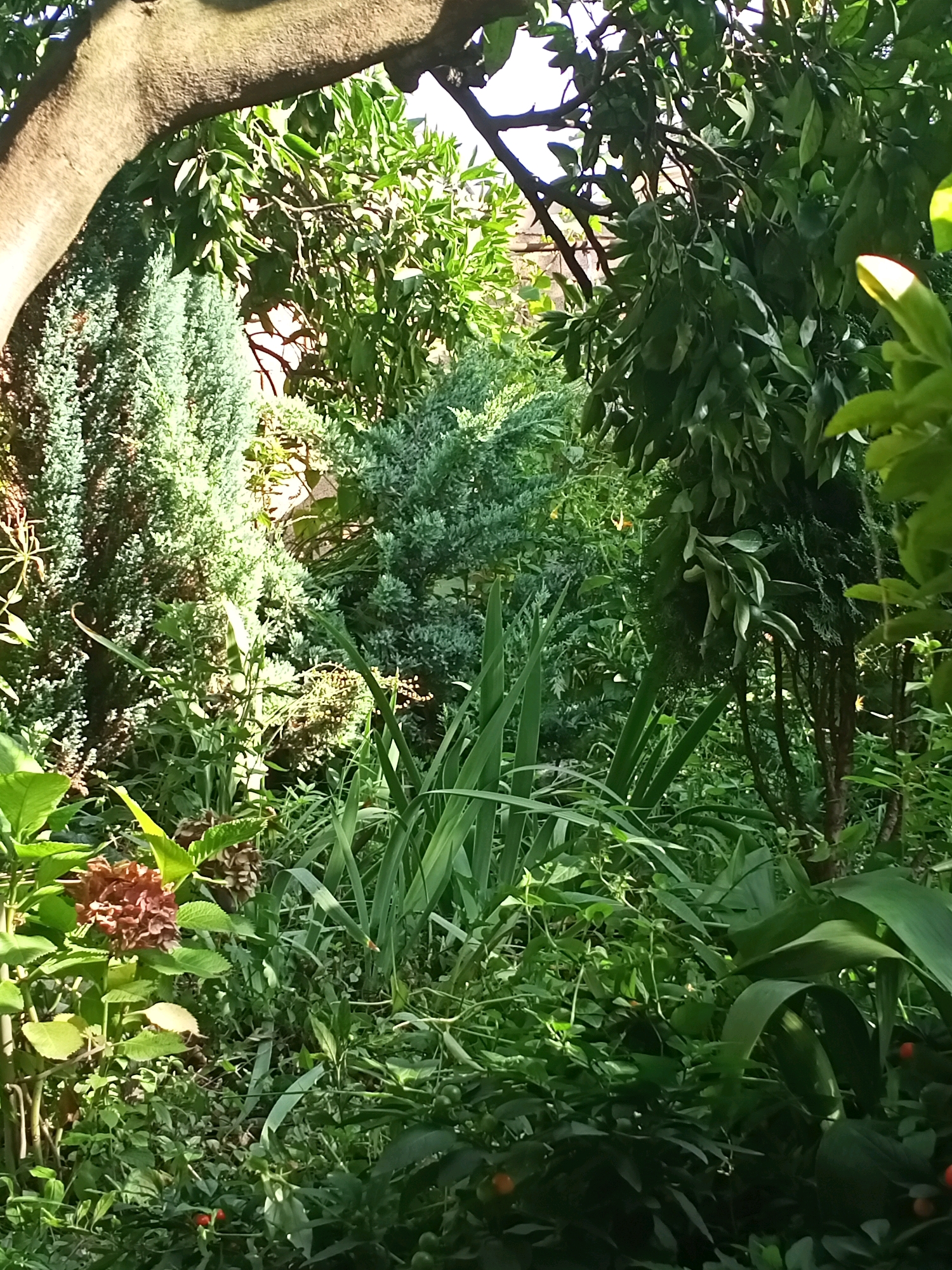 This image depicts a dense, overgrown garden with a variety of plants. In the foreground, there are large, sword-like green leaves, possibly from an iris or similar plant. To the left, a reddish-brown hydrangea bloom is visible, along with lighter green foliage. Behind these, a stand of tall, slender cypress or juniper trees creates a green wall. Further back, the canopy of deciduous trees with lush green leaves creates a dappled effect of sunlight filtering through. A thick, gnarled tree branch arches across the top left of the frame. Scattered throughout the scene are smaller plants, some with tiny red berries, and hints of what appear to be citrus fruits hanging from branches. The overall impression is one of a wild, untamed, and vibrant natural space, likely a garden in Tsandrypsh, Abkhazia, characterized by abundant plant life and a sense of seclusion.