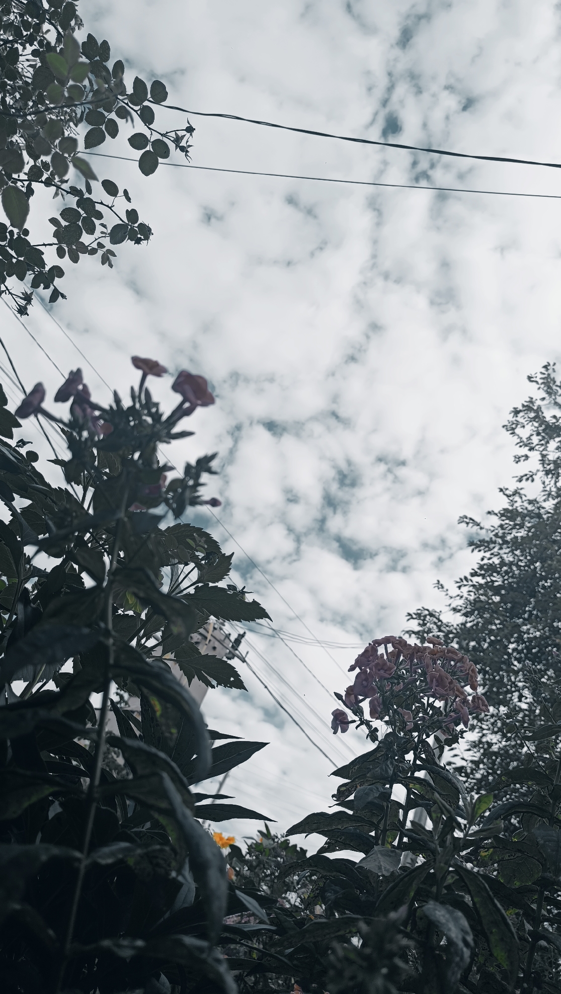 The image depicts an upward-facing view of flowering plants and foliage against a cloudy sky, with utility wires visible in the foreground and mid-ground. The flora, predominantly dark green with clusters of pinkish-purple flowers, occupies the lower portion of the frame. On the right side, a denser mass of green foliage from a tree frames the sky. The sky itself is filled with a dense layer of white and grey clouds, suggesting overcast weather. The scene appears to be an outdoor setting within a populated area, indicated by the presence of utility wires, and could be interpreted as an urban or suburban environment. There are no people or animals visible in the image. The setting does not provide specific visual cues to definitively locate it in Karsha, Russia; the description is based solely on the visual content of the image.