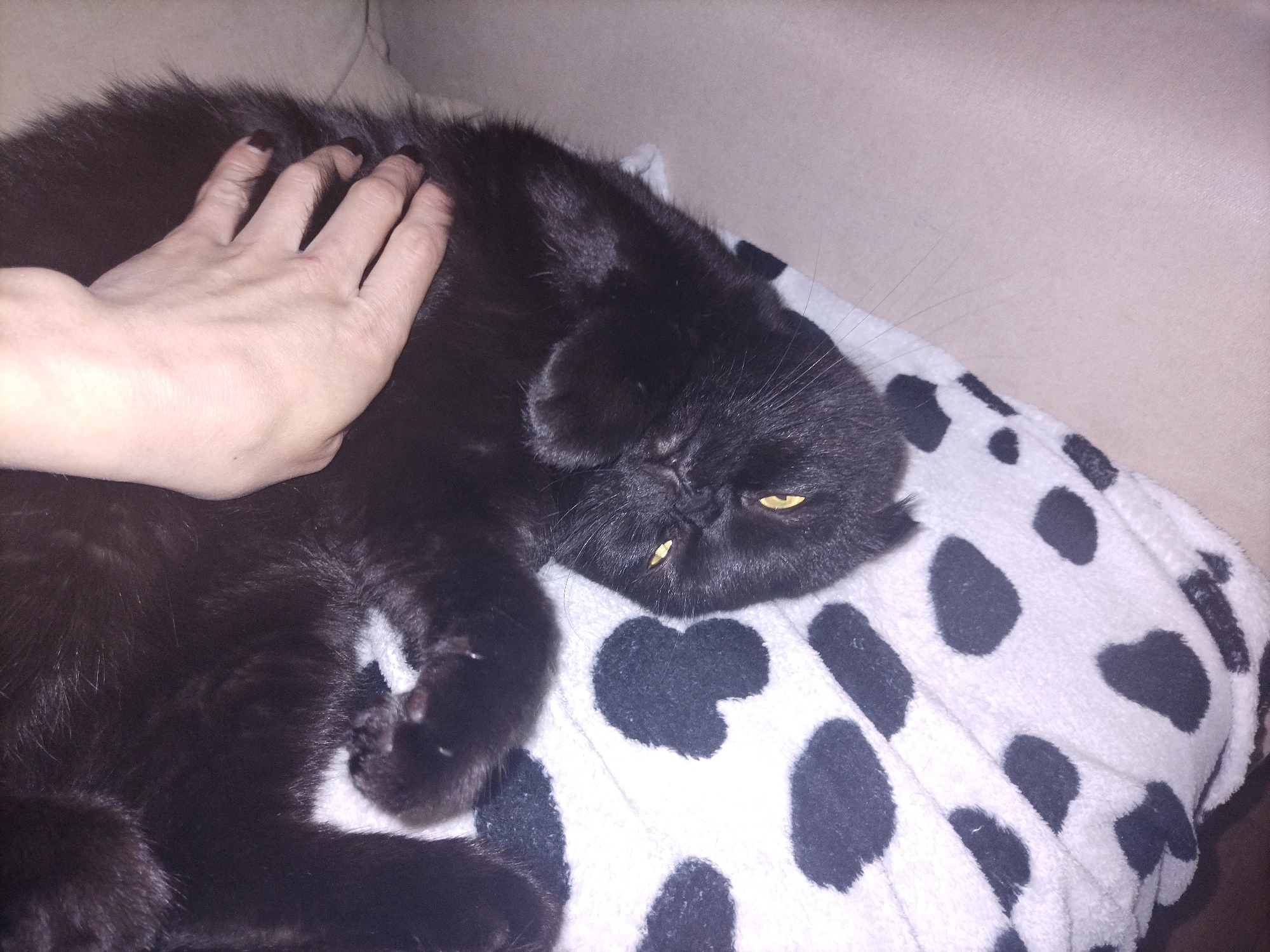 A close-up, slightly low-light image captures a black cat relaxing indoors while being petted by a human hand. The cat, with its plush black fur and distinctively flat face, is lying down, possibly on a sofa or bed, on a soft white blanket or pillow adorned with large black spots, reminiscent of a cow print.
A fair-skinned hand, with dark nail polish on its fingernails, rests gently on the cat's back, suggesting affection or comfort. The cat's bright yellow eyes are partially open, gazing forward, while one small, light-colored tooth or a reflection on its gum is visible near its mouth. Long white whiskers extend from its muzzle. The cat appears to be in a relaxed state, possibly drowsy or enjoying the petting. The background is an indistinct, light-colored surface, likely upholstery. No specific time of day or location cues are apparent beyond being indoors. There is no visible text in the image.