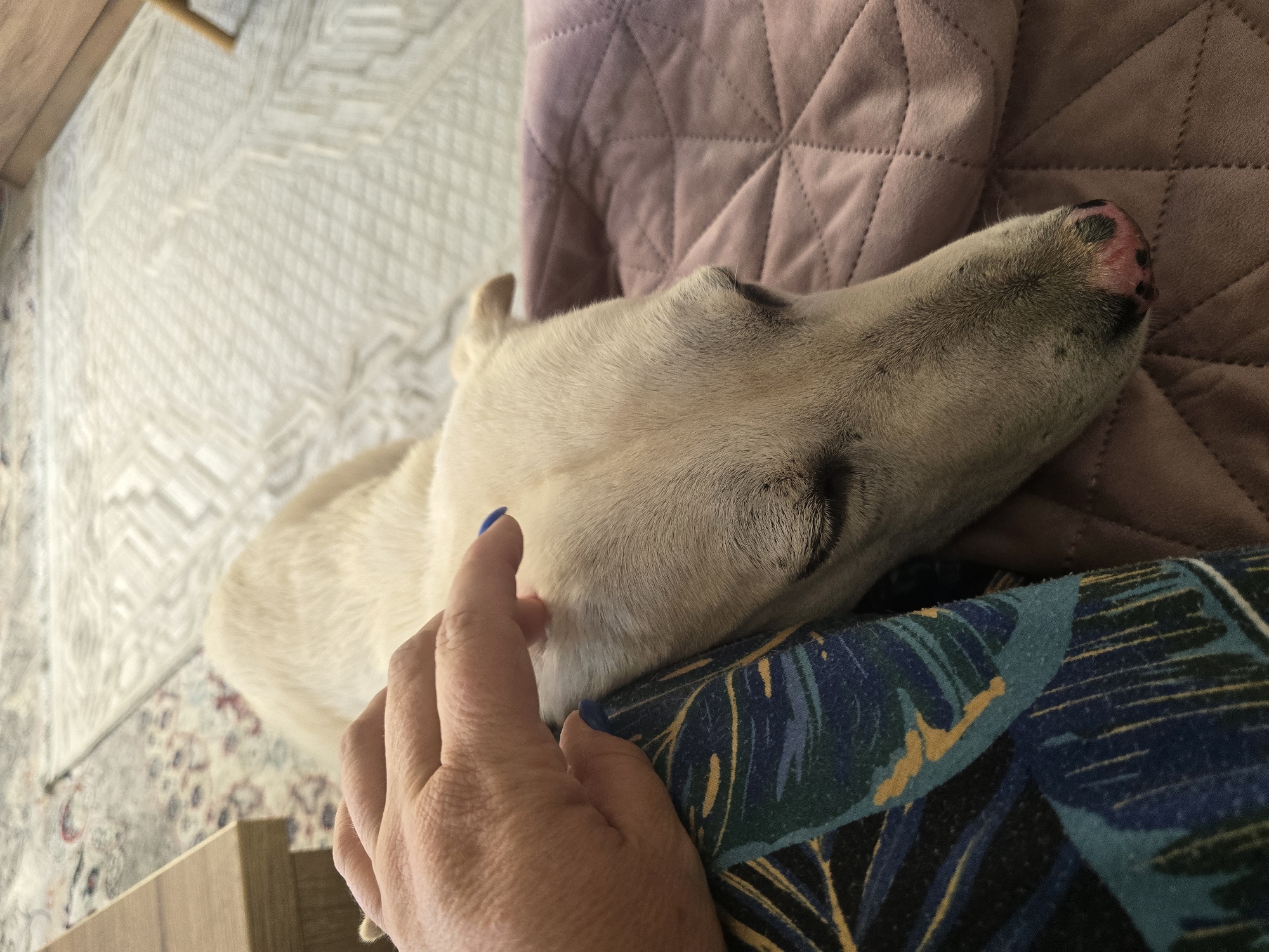 An overhead close-up shot shows a pale-skinned person's hand gently stroking the head of a light-colored dog that is lying down on a soft, light pink quilted blanket. The dog's eyes are closed, and its snout is resting near the edge of the blanket. A patterned fabric in blues, greens, and yellows is visible underneath the dog's head and to the left of the hand. The background features a patterned rug and a wooden table leg, suggesting an indoor domestic setting. The lighting is soft and ambient.