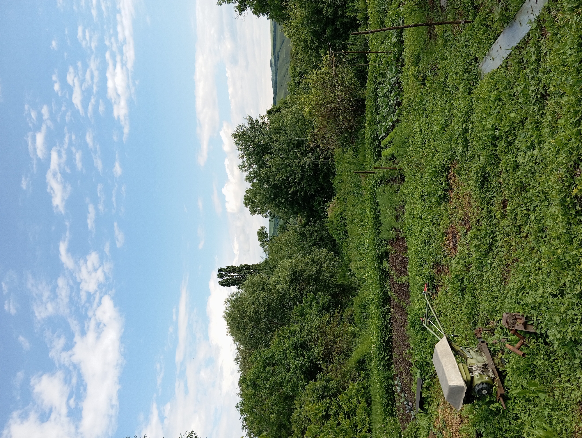 A garden scene in Peredovaya, Russia, features a tiller in the foreground. The tiller, a light green and silver machine, sits amidst lush green foliage. Behind it, rows of crops, including what appears to be cabbage and other vegetables, extend into the middle ground. A dense line of trees borders the garden, with a tall, slender tree standing out amongst them. Further in the background, rolling hills are visible under a bright blue sky dotted with white clouds. The overall impression is one of a rural, cultivated landscape.
