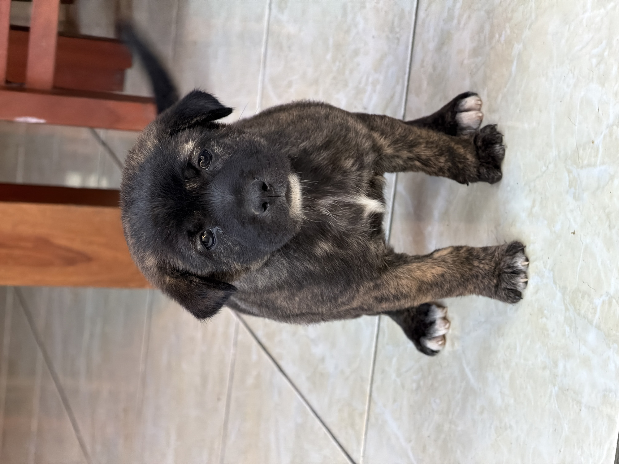 A brindle-colored puppy with dark fur and lighter brown stripes sits on a tiled floor. The puppy is facing the camera, with its front paws slightly splayed. Its eyes are dark and its ears are floppy. Behind the puppy, a wooden chair is partially visible, and the floor tiles continue into the background. The scene appears to be indoors or in a covered outdoor area with natural lighting. There is no indication of a specific location within Buleleng, Indonesia, beyond the general description of the setting.