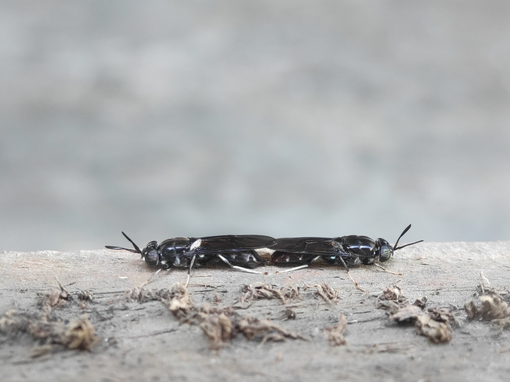 Two black soldier flies are mating on a weathered wooden surface. Debris is scattered around the base of the wood. The background is a blurry, out-of-focus gray. The location is implied to be Lhokseumawe, Indonesia.
