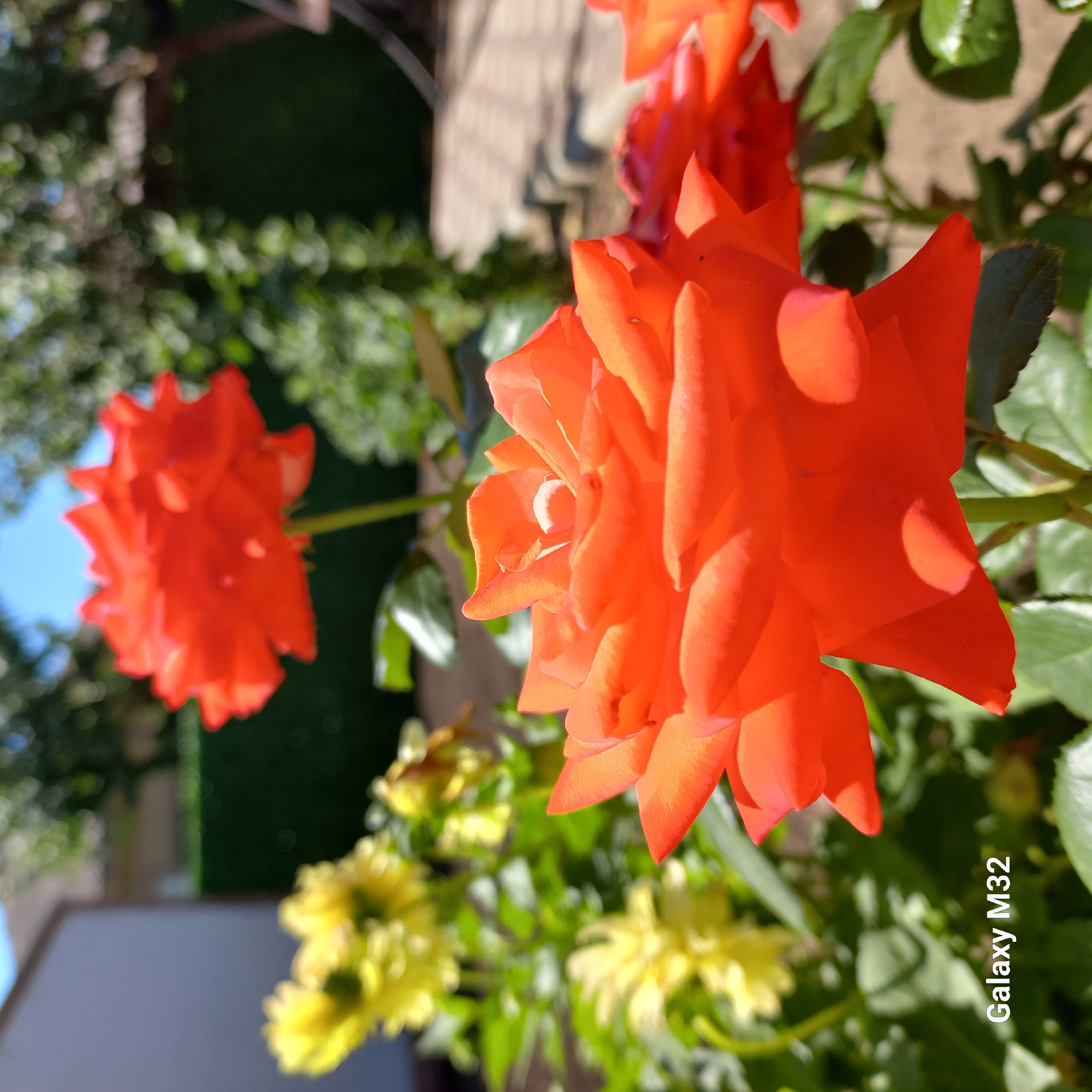 This is a close-up, eye-level outdoor photograph of two orange roses in bloom. The foreground rose is in sharp focus, showcasing its layered petals and vibrant color. Behind it, a second rose of the same color is slightly out of focus. In the background, blurred yellow flowers and green foliage are visible. The sky is a clear blue. A portion of a building and a hedge are discernible in the further background. The text "Galaxy M32" is visible in the lower left corner, indicating the device used for capture. The scene is set in a garden, likely in Corpaci, Moldova, given the context. There are no people or animals present in the image.