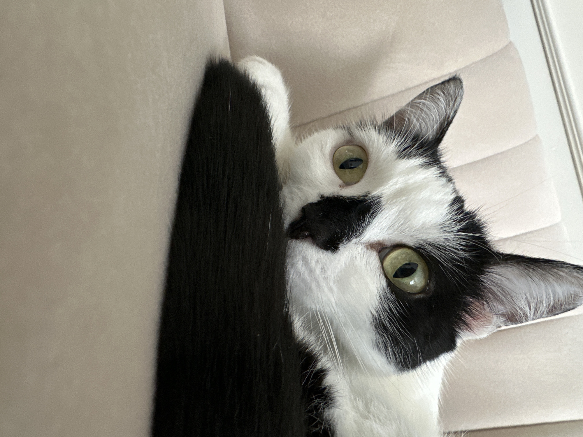 A black and white cat with green eyes is lying on a light-colored sofa, with its tail curled in front of it. The cat is looking directly at the camera. The background of the image is a tufted sofa. There are no people visible in the image. The scene is indoors.