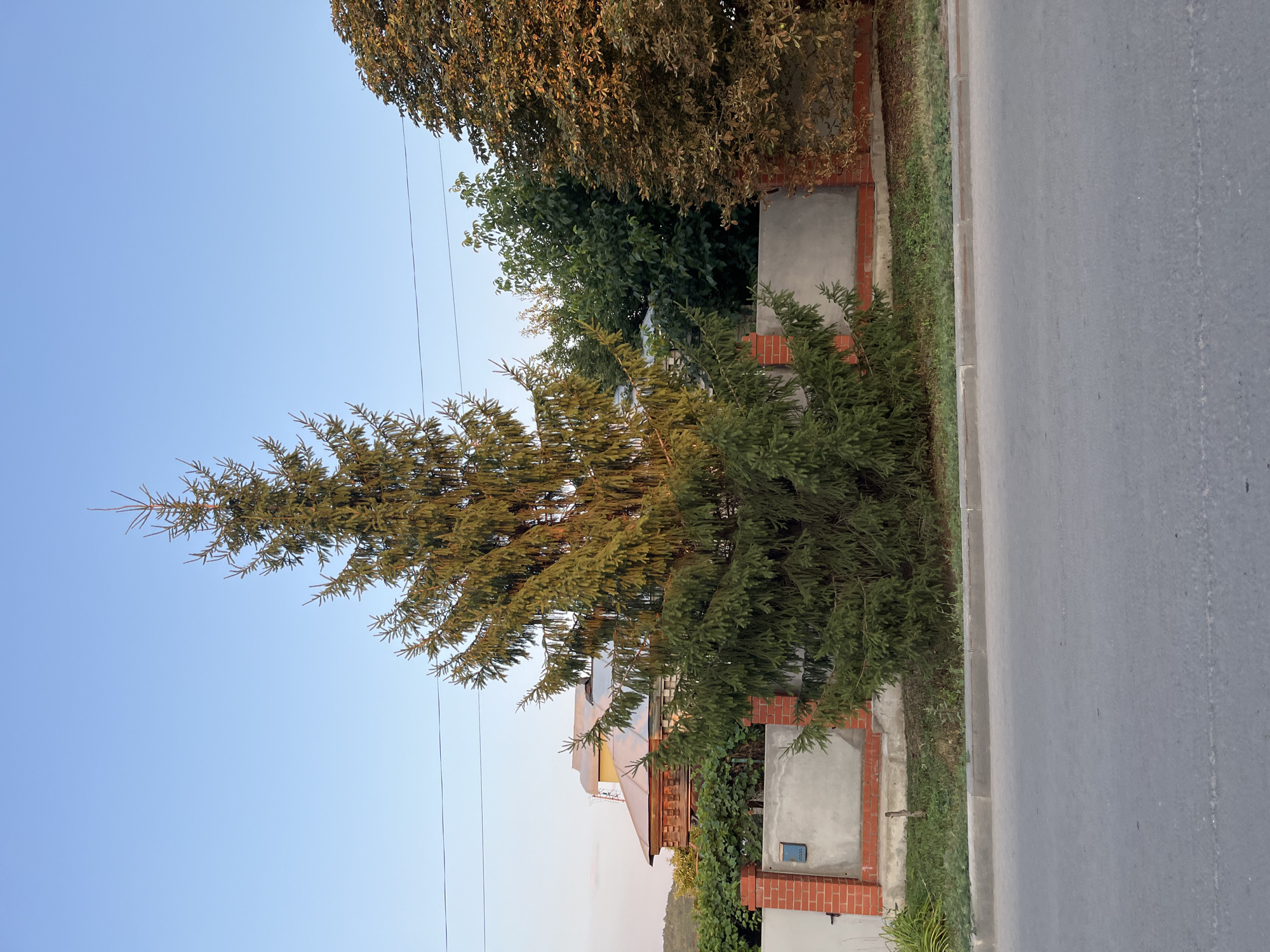 The image depicts an outdoor scene with a prominent evergreen tree in the foreground, situated between a paved road and a brick and concrete fence. Behind the fence, a building with a distinctive roofline and ornate wooden trim is visible, along with other trees and foliage. The sky is clear and blue, suggesting daytime. Power lines are stretched across the upper portion of the image. The overall impression is of a residential area in a city. Based on the provided information, this scene is located in Saratov, Russia. There are no people or animals present in the image, and no specific actions or interactions are depicted. The environment appears to be a typical street scene with a focus on the natural elements of trees and vegetation alongside urban infrastructure.