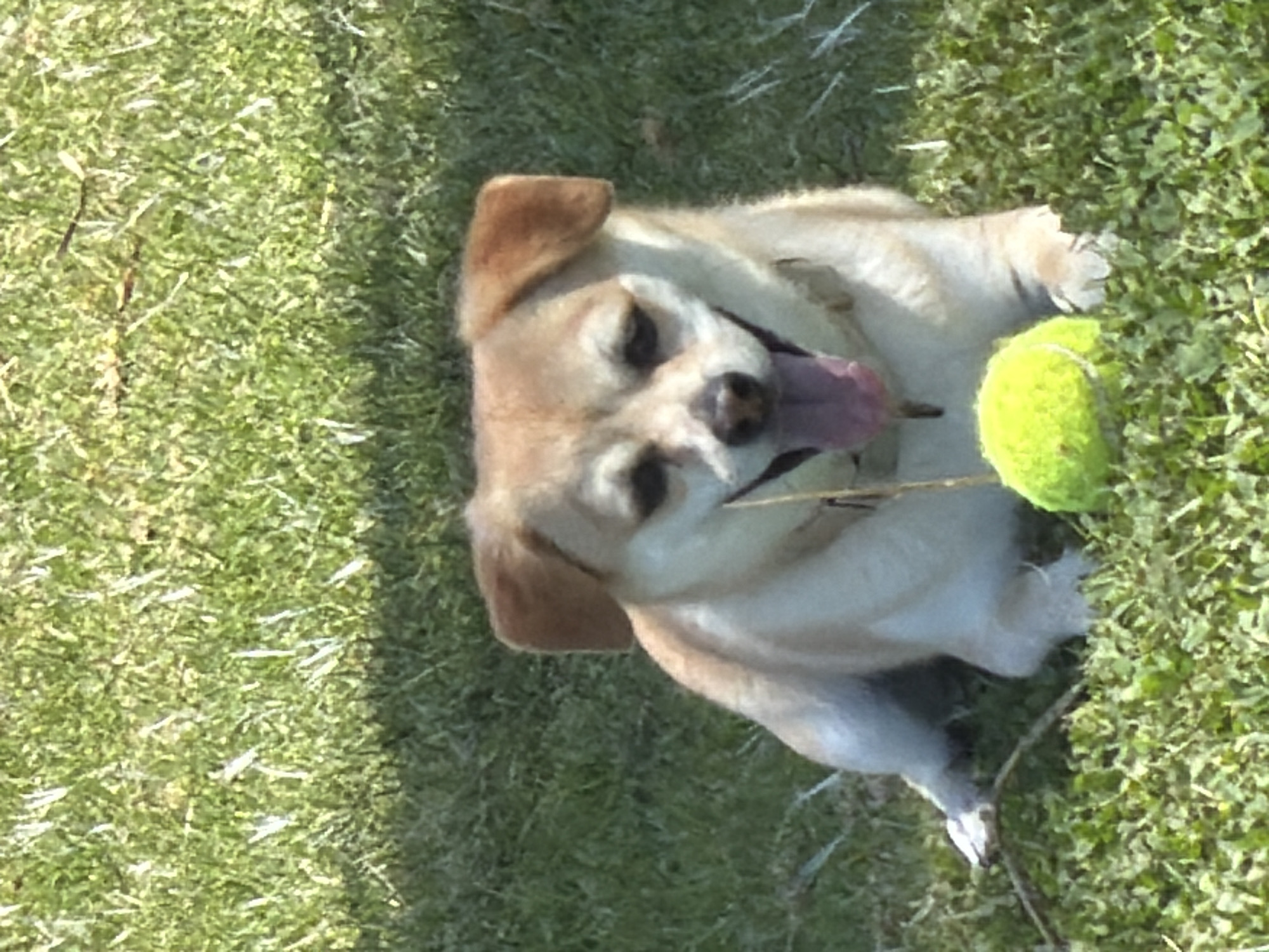 A dog is lying on green grass next to a tennis ball. The dog is light brown and white with brown ears and its tongue sticking out. A small stick is in its mouth. The grass appears to be a lawn or field. Location cannot be determined with the image provided.