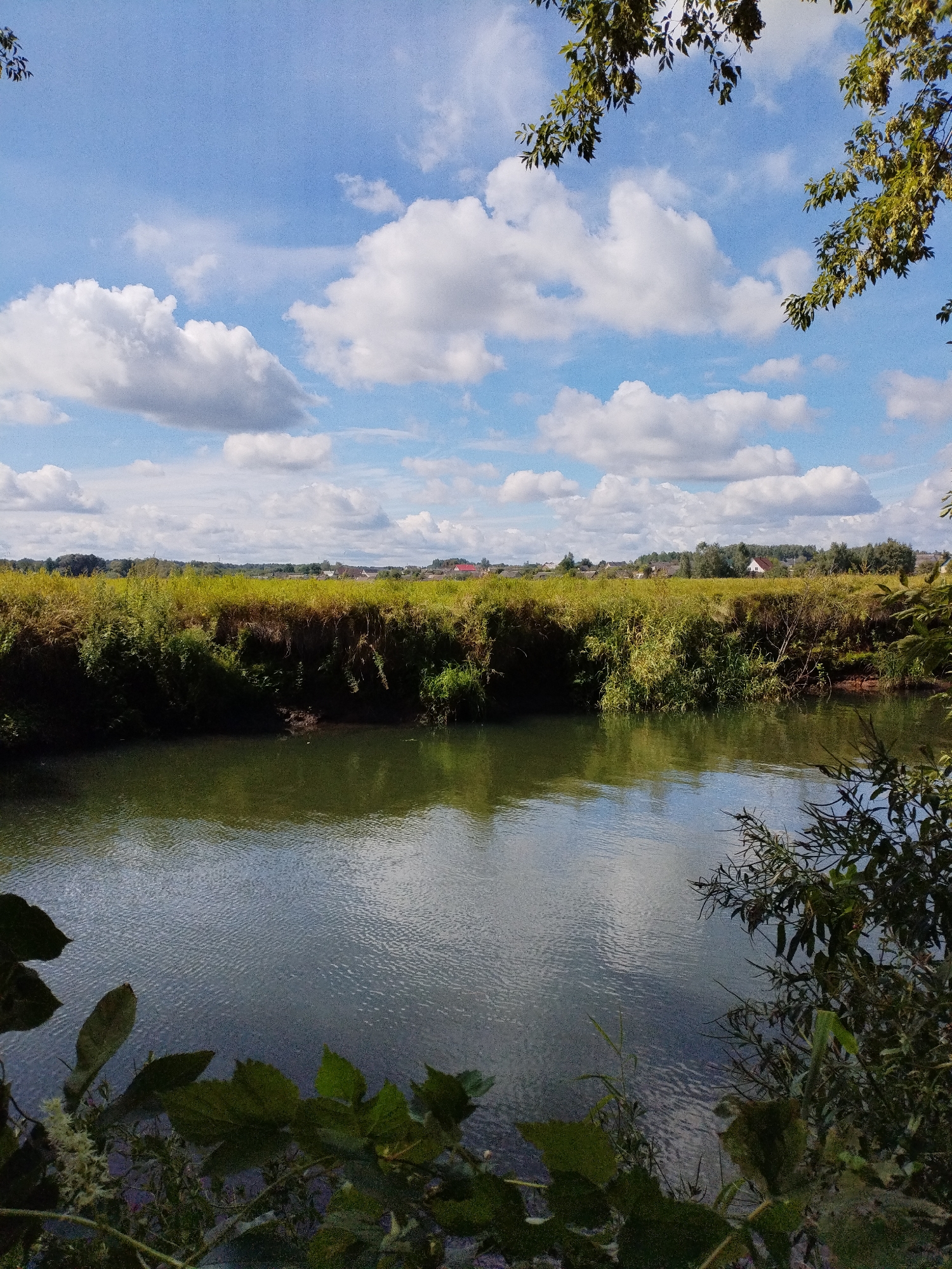 A body of water, possibly a river or lake, occupies the foreground of the image. The water's surface is rippled and reflects the sky, which is a bright blue with scattered white cumulus clouds. The banks of the water are lined with lush green vegetation, including tall grasses and shrubs. In the middle ground, a field of dry, golden grass stretches out, dotted with small red-roofed buildings that suggest a settlement or village. The horizon is marked by a line of trees. The upper corners of the image are framed by the branches and leaves of trees, adding a natural border to the scene. The overall impression is one of a tranquil, natural landscape on a sunny day. The location is identified as Bialynichy, Belarus. There are no people or animals visible in the image.