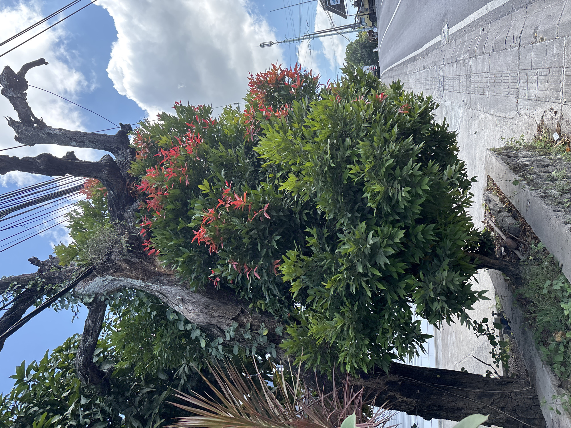 The image depicts an outdoor, daytime street scene in Kuta Selatan, Indonesia, dominated by a large tree. The tree features a thick, gnarled trunk and branches, with some sections appearing bare or covered in epiphytes and climbing vines. Its foliage is a striking mix of vibrant green leaves and numerous bright red or orange new shoots, indicative of active growth.
Above the tree, a bright blue sky is visible, partially covered by large, puffy white clouds. Numerous black utility lines crisscross the upper left portion of the frame, suggesting overhead power or communication infrastructure. To the right, a paved road with a white painted line is visible, running alongside a concrete sidewalk. The sidewalk features distinct tactile paving patterns, including rectangular and circular elements. Smaller green plants and grasses grow along the curb and at the base of the tree. In the distant background, elements of buildings and utility poles can be vaguely discerned. No people are present, and no legible text is visible. The scene portrays a calm, well-lit urban or suburban environment.