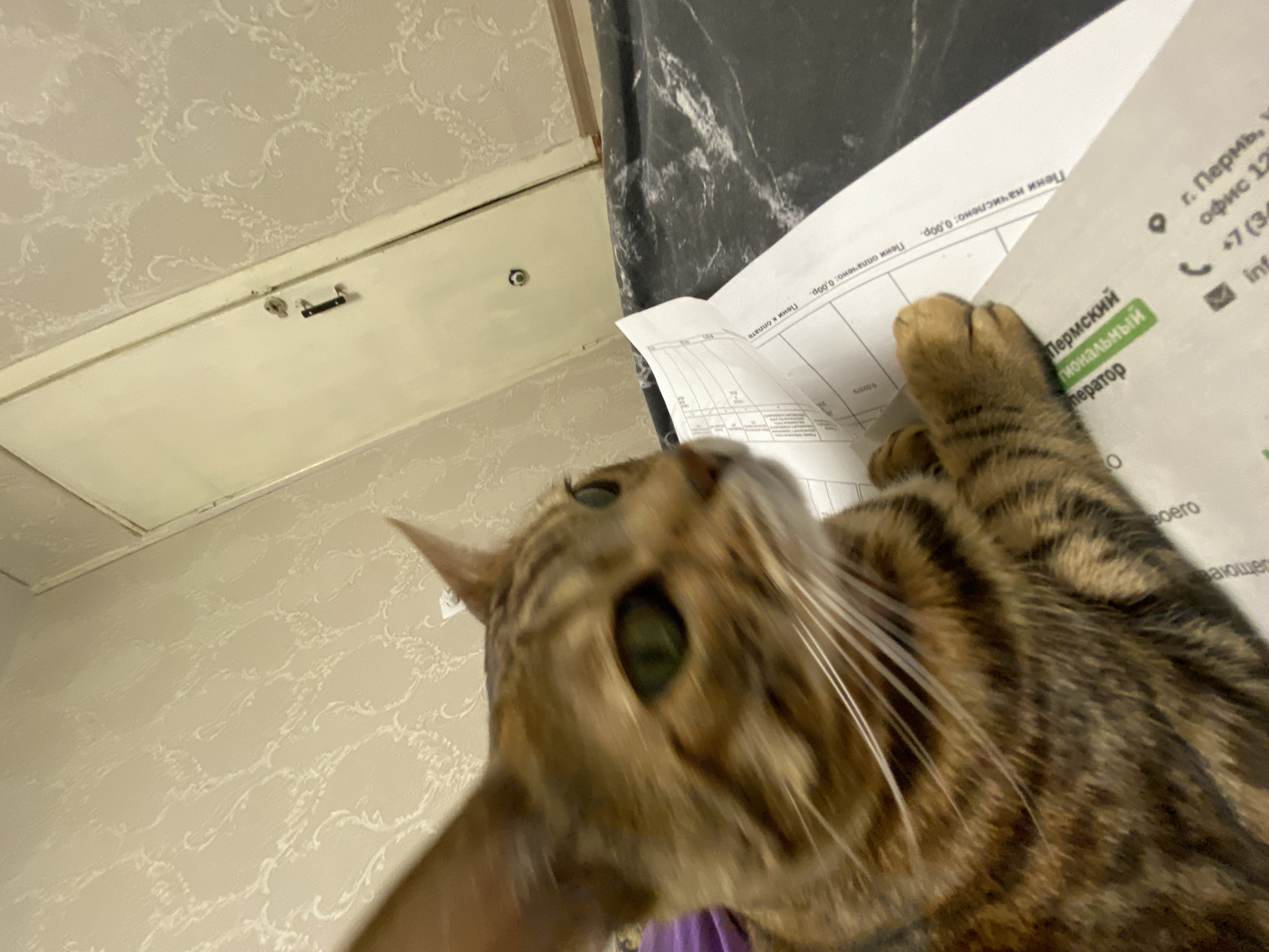 A low-angle, close-up shot focuses on a tabby cat near a document. The cat's head is prominent, with its eye visible and some of its whiskers. Part of the cat's paw rests on the document. The document contains printed information in Russian, including the words "Пермский гиональный оператор", the address "г. Пермь, офис 12" and the phone number "+7 (3". The top left corner of the image shows a ceiling. The location seems to be in Russia as Perm is a city in Russia. The document refers to "Пермский гиональный оператор", indicating that the picture was taken within the Perm region. Chaikovsky is a town within the Perm region in Russia.