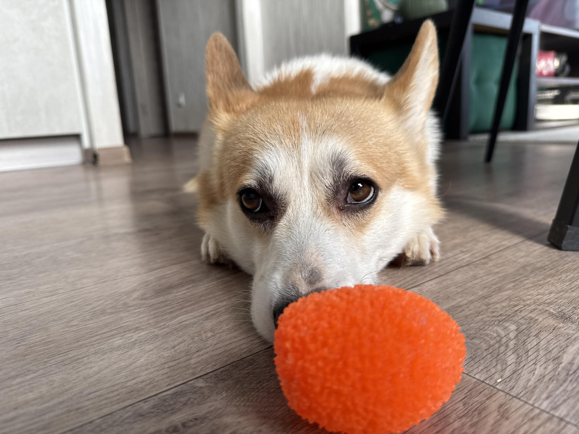 A corgi dog is lying on a wooden floor, resting its head near an orange textured ball. The dog has tan and white fur and is looking towards the camera with a slightly sad expression. The background shows a room with furniture, including a shelf with items and chair legs. The lighting suggests an indoor setting. No specific location in Perm, Russia is depicted.