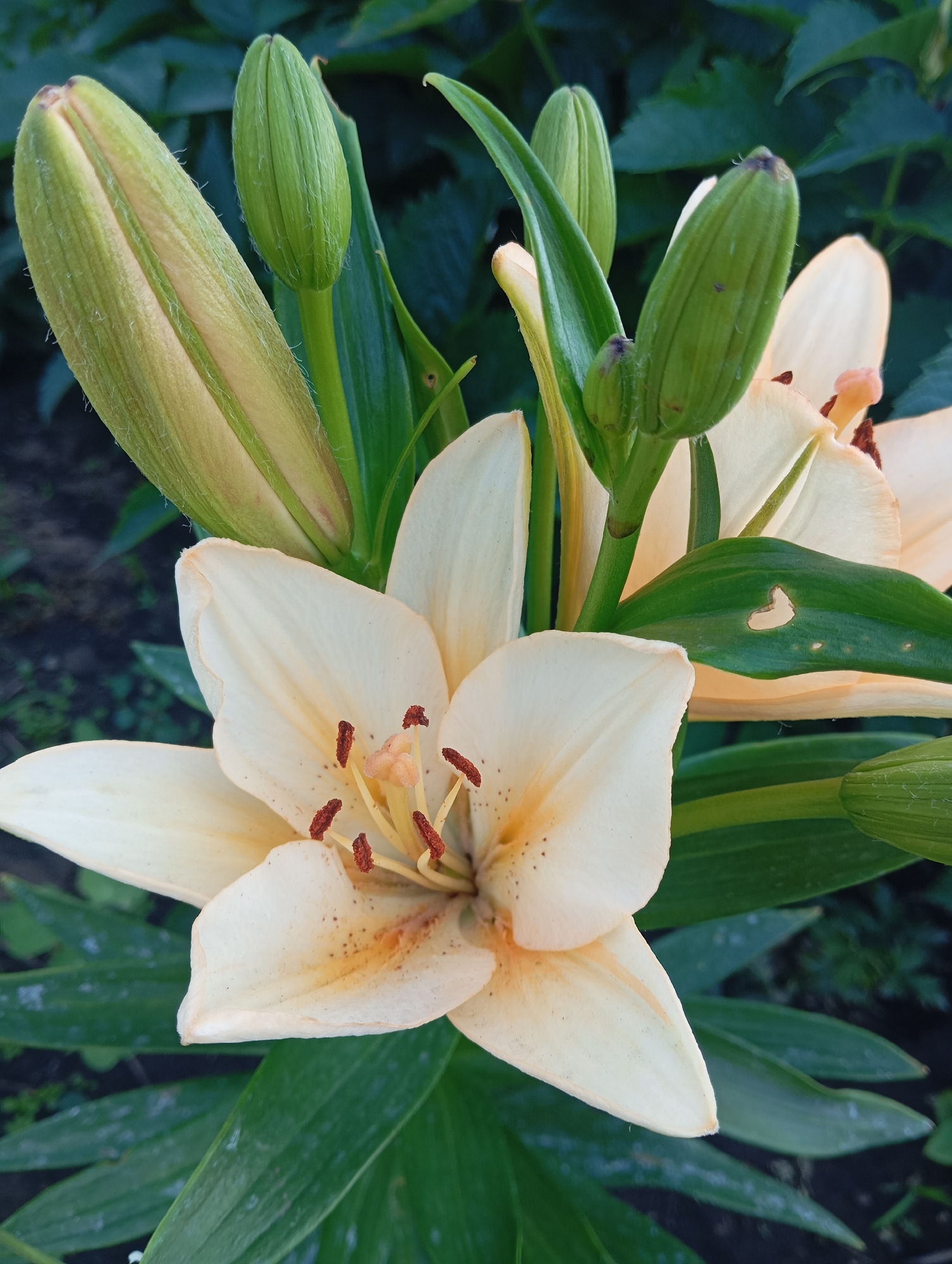 A close-up, eye-level shot captures a cluster of peach-colored lilies. The foreground is dominated by a fully bloomed lily, its delicate petals tinged with orange and dusted with dark brown speckles. The flower's center features pale orange stamens tipped with dark brown anthers. Several unopened lily buds, a pale yellow-green, stand tall behind the bloom. Their surfaces are covered in fine, soft hairs. Green leaves, some with small, heart-shaped holes, form a lush backdrop. The setting is outdoors, with dark soil and hints of other greenery visible in the blurred background. The lighting suggests it is daytime.