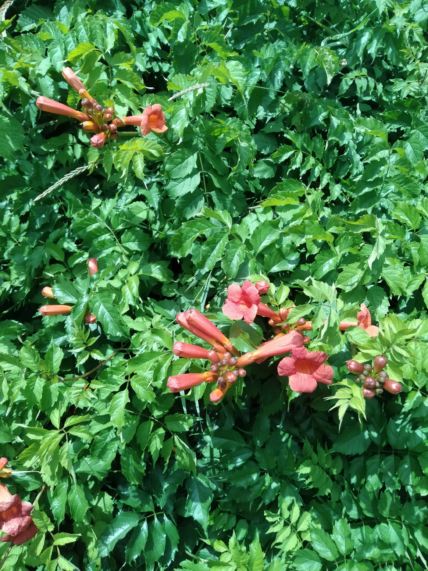 This image shows a close-up view of a dense cluster of green foliage with several trumpet-shaped, orange-red flowers and buds. The leaves are varying shades of green, with some appearing lighter and shinier due to sunlight. The flowers are clustered on stems, with some fully open and others in various stages of development. The background is entirely filled with these leaves and flowers, suggesting a natural or cultivated plant growth, possibly a vine or climbing plant. The image does not contain any people, objects, or discernible urban features that would indicate its specific location within Ananiv, Ukraine.