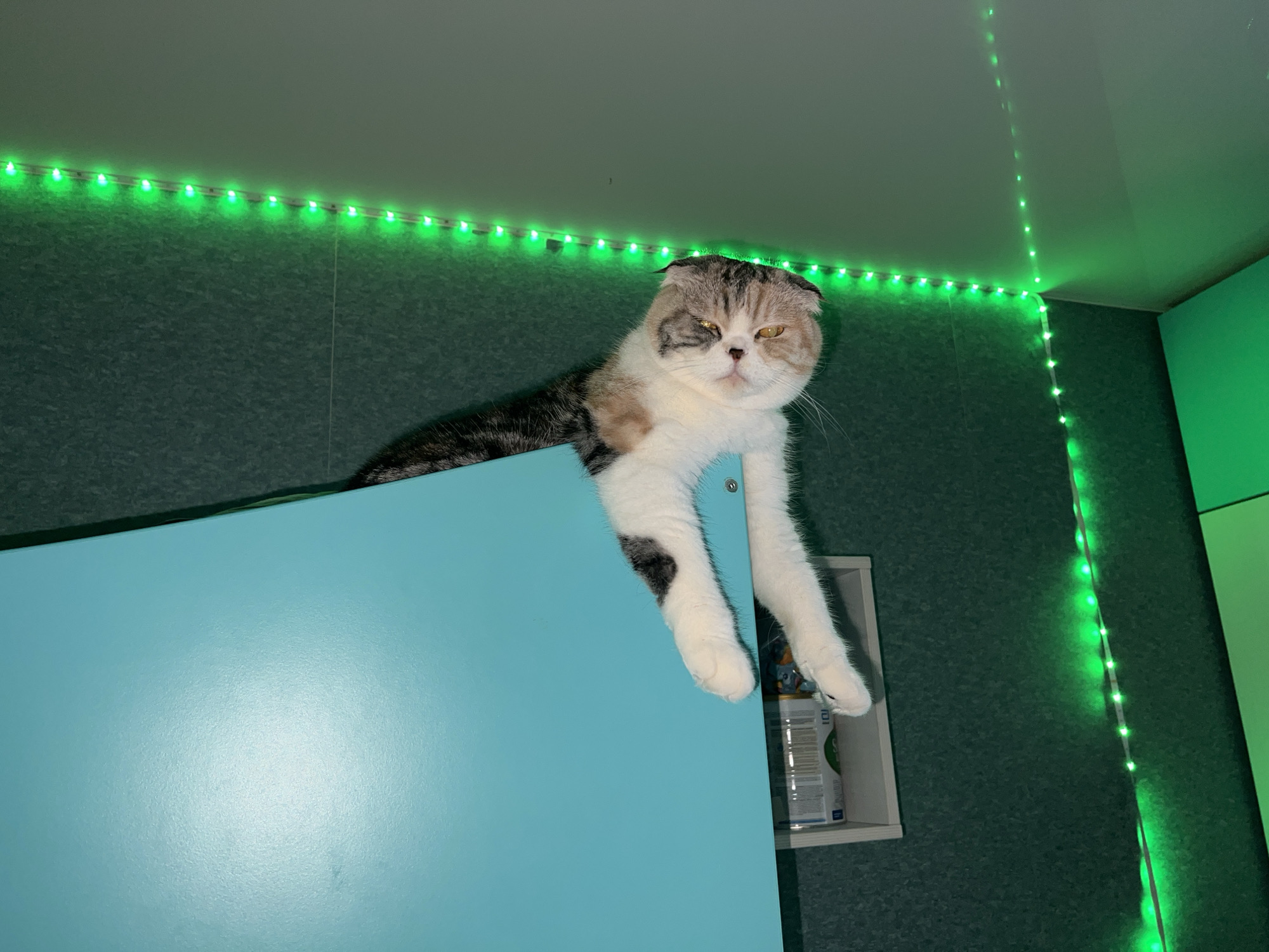 A medium shot, taken from a low angle, shows a calico Scottish Fold cat lying on top of a blue surface. The cat has a grumpy expression and is looking downward. The cat's front paws are hanging over the edge. A narrow shelf with a container is visible behind the paws. The walls are dark green. A string of green LED lights are attached to the walls and ceiling. The scene appears to be indoors. There is no evidence to indicate that this image was taken in Noviy, Russia.