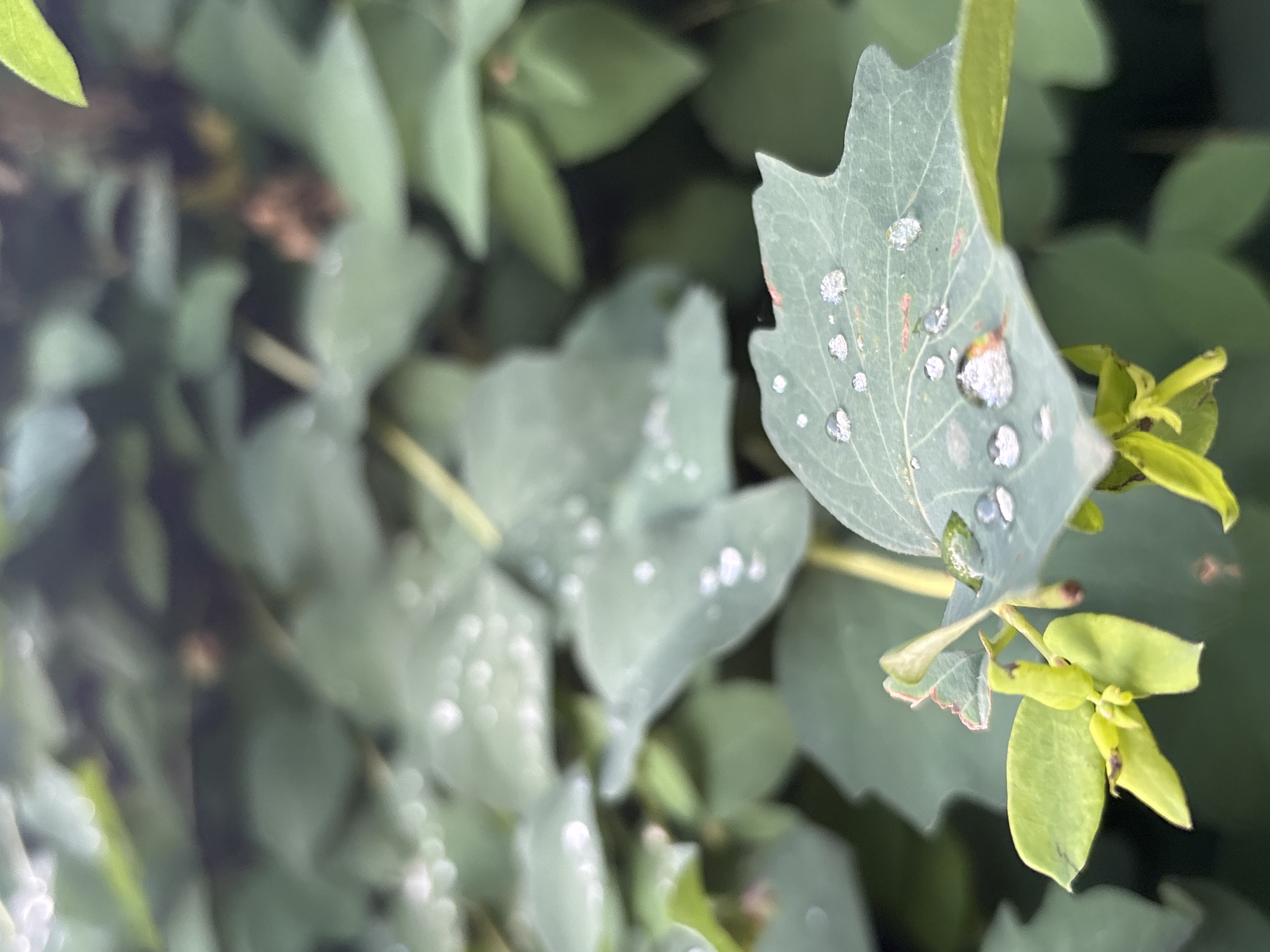 This is a close-up, eye-level, vertical, outdoor photograph of a plant with dew drops on its leaves. The leaves are a muted green with a light blue hue, and some have a reddish-brown discoloration. The dew drops are round and reflect light, appearing as small, sparkling spheres on the surface of the leaves. In the foreground, there are small, pale yellow buds or flowers. The background consists of more out-of-focus green leaves and stems, creating a bokeh effect. The lighting is soft and diffused, suggesting an overcast day or early morning. The image appears to be taken in a natural setting, possibly a garden or park, in Ostrov, Russia. There are no people or animals visible in the image.