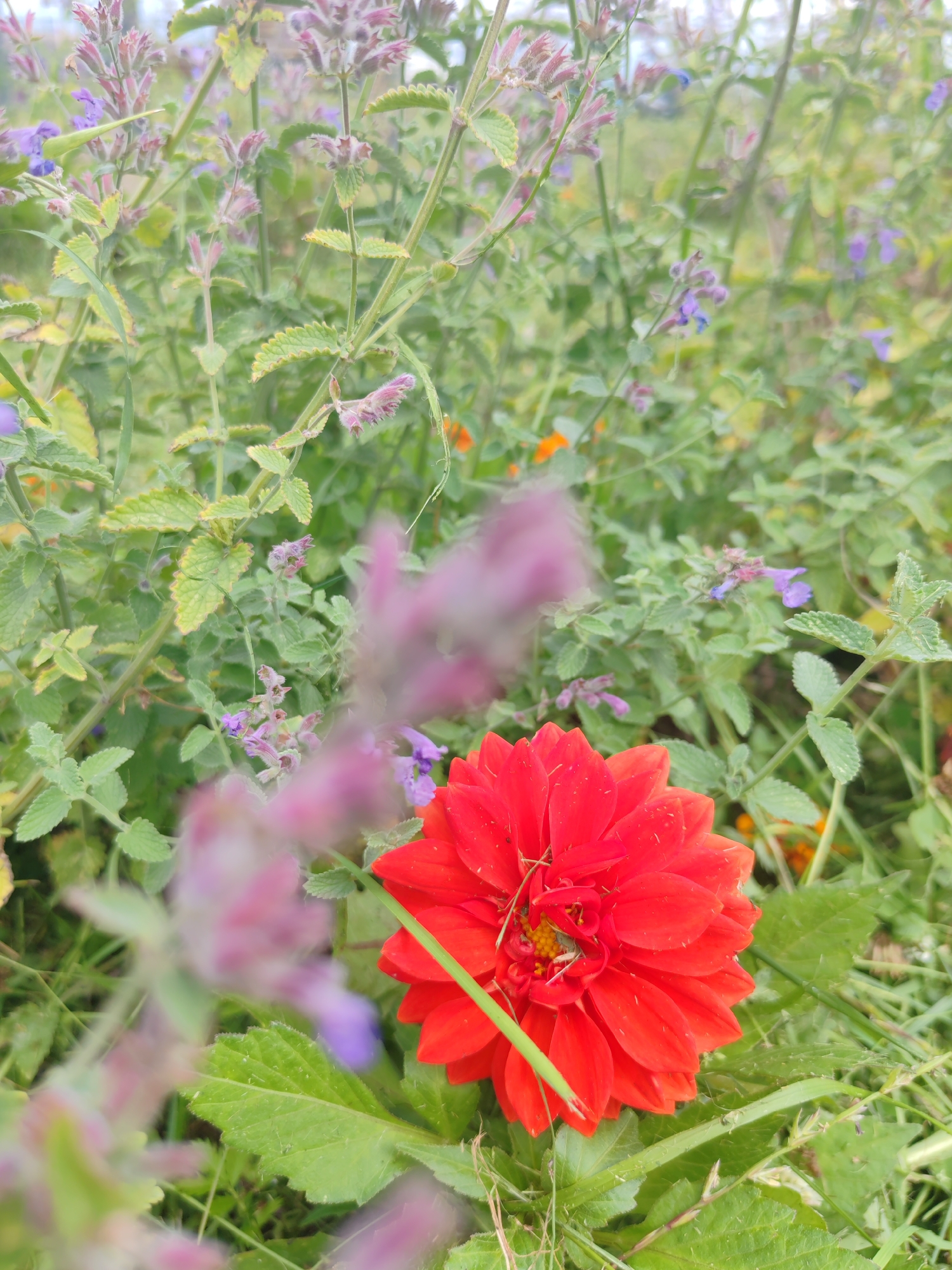 A close-up, eye-level shot captures a vibrant red dahlia flower as the primary subject, positioned in the lower right quadrant of the frame. The dahlia exhibits numerous pointed petals arranged in a radial pattern, with its center showcasing yellow stamens. A thin green stem from another plant pierces through the dahlia's petals. In the background, out-of-focus foliage and small purple and pink flowers create a soft, blurred backdrop. The environment appears to be a garden or natural setting with a predominance of green leaves and grass. No people are present. The scene is located in Shushary, Russia.
