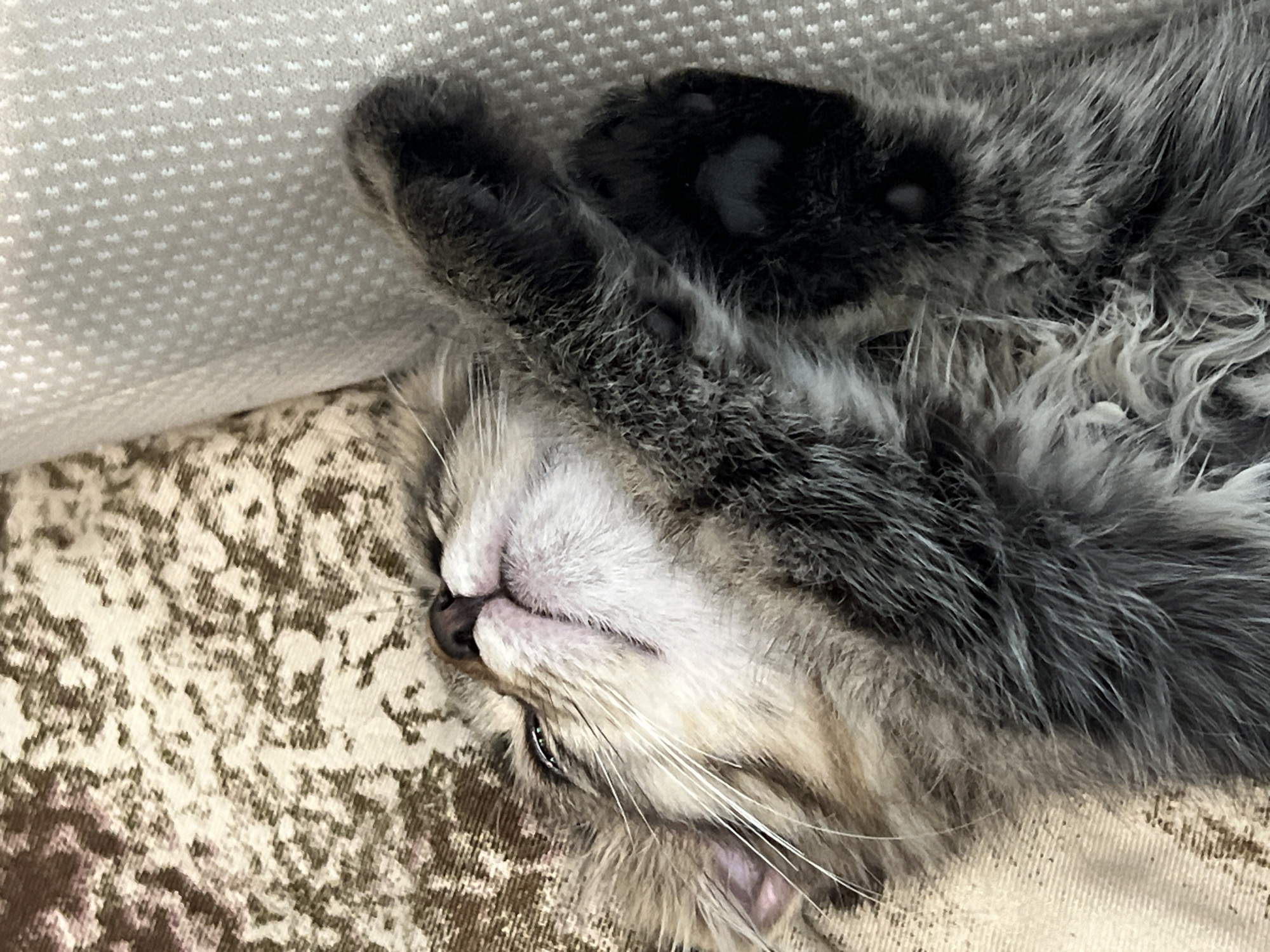 A close-up, overhead shot captures a tabby kitten sleeping on a textured surface. The kitten's eyes are closed, and its head is tilted back, revealing its pink nose and mouth. One paw is raised and crosses its chest, showcasing its dark toe beans. The background features a patterned fabric and a textured, light-colored surface, possibly a sofa or cushion. The image is a vertical orientation and is taken from a high angle, looking directly down at the sleeping kitten. There is no indication of the city of Smolenskaya, Russia.