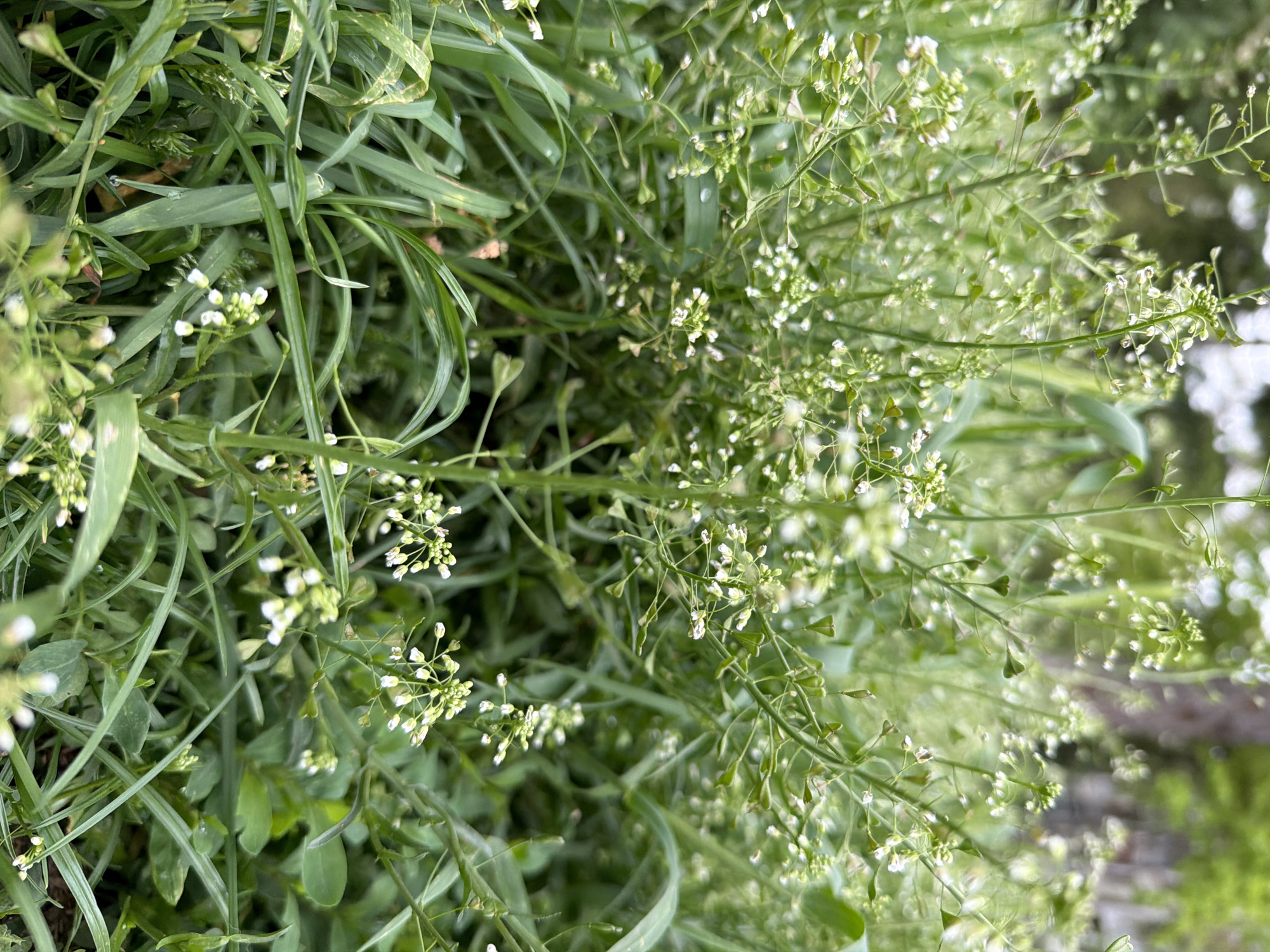 The image depicts a close-up view of dense green vegetation, likely located outdoors in the city of Unknown, Unknown. A mix of narrow-bladed grasses and flowering plants are present. The flowering plants feature delicate, small white flowers clustered on thin green stems. Some of the plants have heart-shaped seed pods. The overall impression is one of unkempt or wild growth. No people are visible.