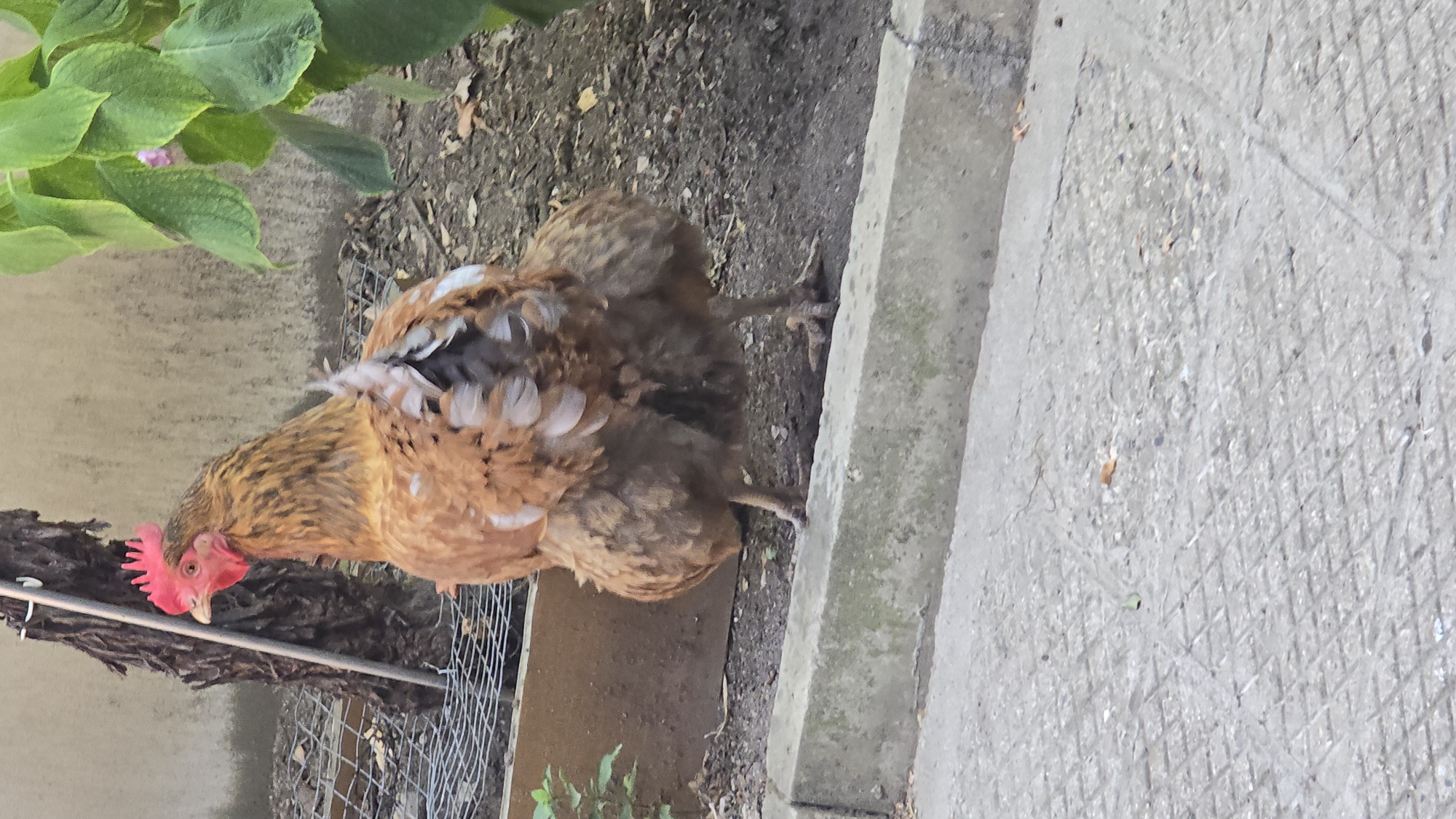 A brown and white hen is shown from the rear, standing on a concrete curb. The hen is facing left, looking away from the camera. Its feathers are mostly brown with some white accents. It has a red comb on its head. The background consists of a wall, dirt ground, and green foliage. The ground is covered with leaves and debris. A wire fence and a wooden barrier are visible behind the hen. The concrete area in front of the hen has a diamond pattern.