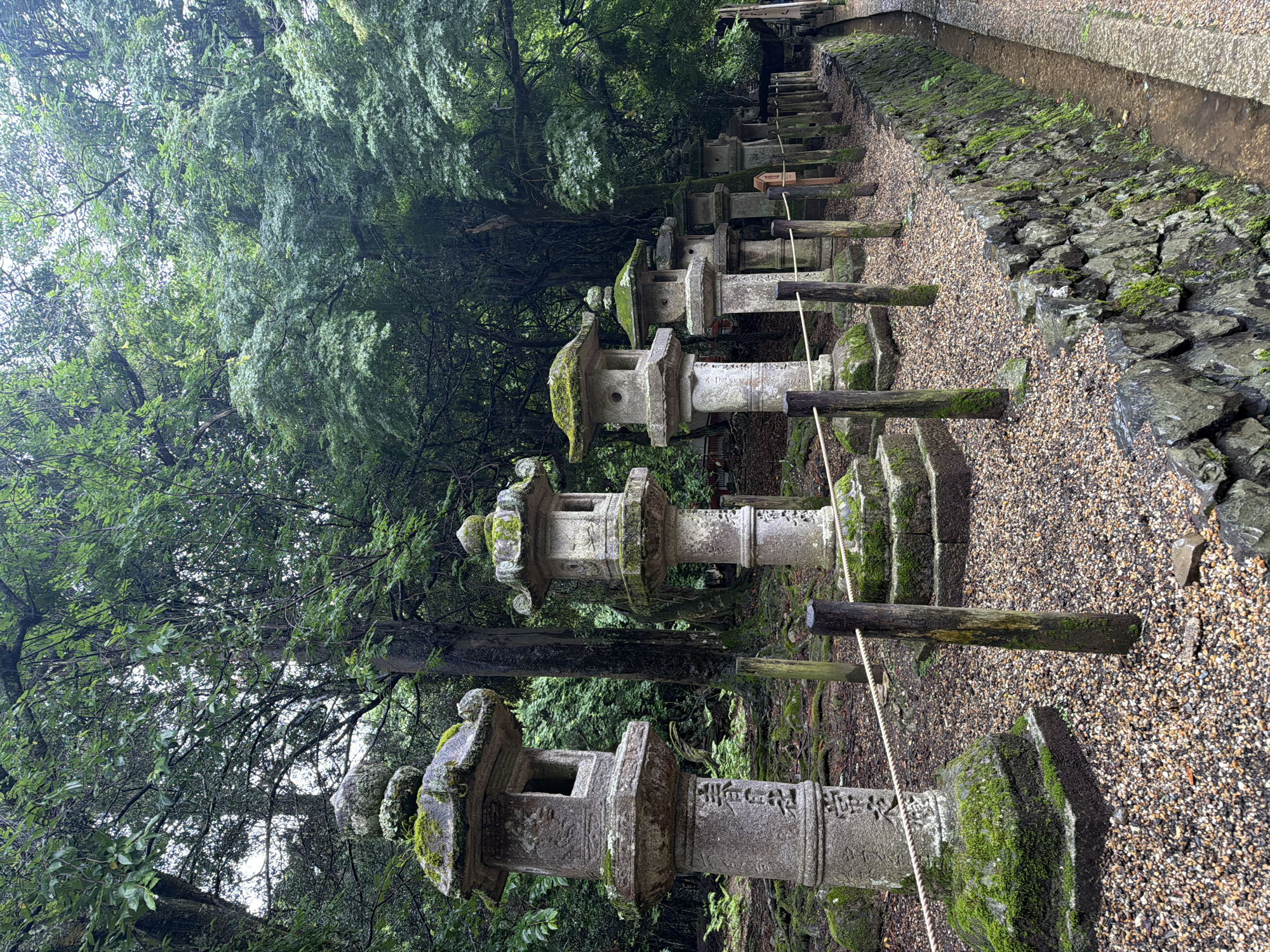 This image captures a historical pathway lined with ancient stone lanterns within the forested grounds of Kasuga Taisha Shrine in Nara, Japan. Approximately seven traditional Japanese stone lanterns, known as *tōrō*, are arranged in a linear formation, receding diagonally from the left foreground towards the right mid-ground. Each lantern is constructed from grey stone, exhibiting significant weathering and heavy coverage of vibrant green moss, particularly on their tiered roofs and bases. The largest lantern in the immediate foreground on the left features visible Japanese characters carved into its pillar, identifying the location as "春日神社" (Kasuga Jinja - Kasuga Shrine) and including "常夜" (Jouya - eternal light).
A low barrier, consisting of wooden posts connected by a thick, light-colored rope, runs parallel to the line of lanterns, separating them from the adjacent ground. The ground surface is composed of small, light-colored gravel or pebbles. To the right of the gravel path, a sturdy stone retaining wall, also extensively covered in green moss, borders a narrow, shallow concrete channel, possibly for drainage or a small water flow. The entire background is filled with a dense, lush green forest composed of tall broadleaf trees, their canopies creating a diffuse, overcast lighting condition. Tree roots are visible protruding from the forest floor, which is also covered in moss and leaf litter. No individuals are present in the scene.