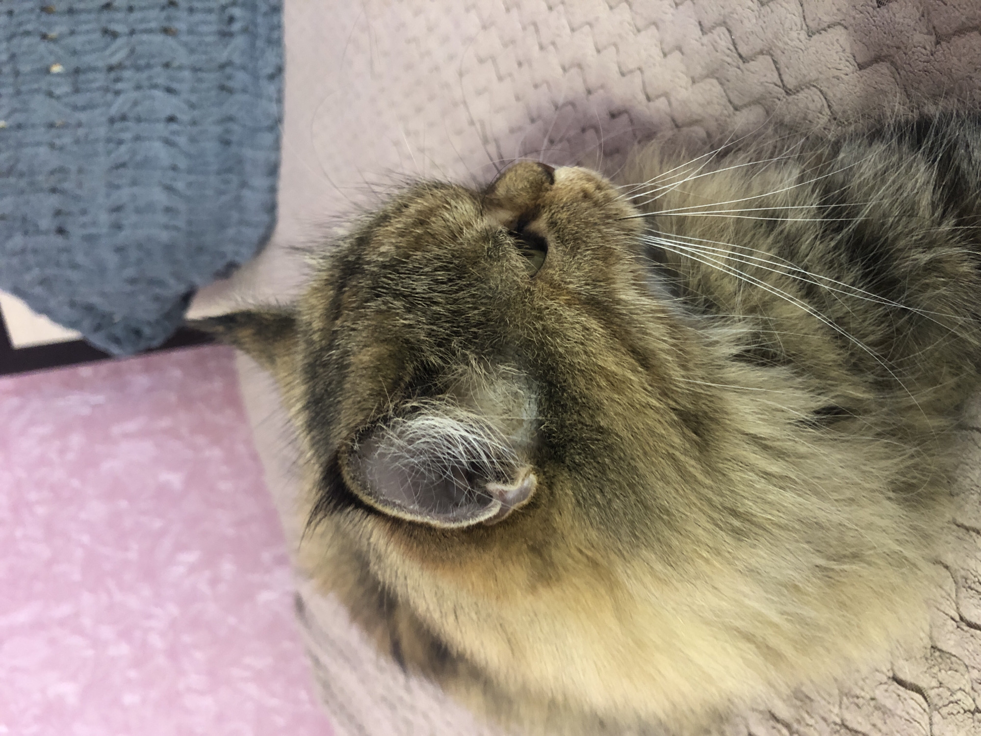 A close-up, profile view shows a fluffy, tabby-patterned cat lying down and looking to the right. The cat has green eyes, and its whiskers are prominently displayed. The background is soft and out of focus, with a textured pink surface behind the cat and a blue knitted object to the right. The cat is resting on a textured pink surface. The scene appears to be indoors.