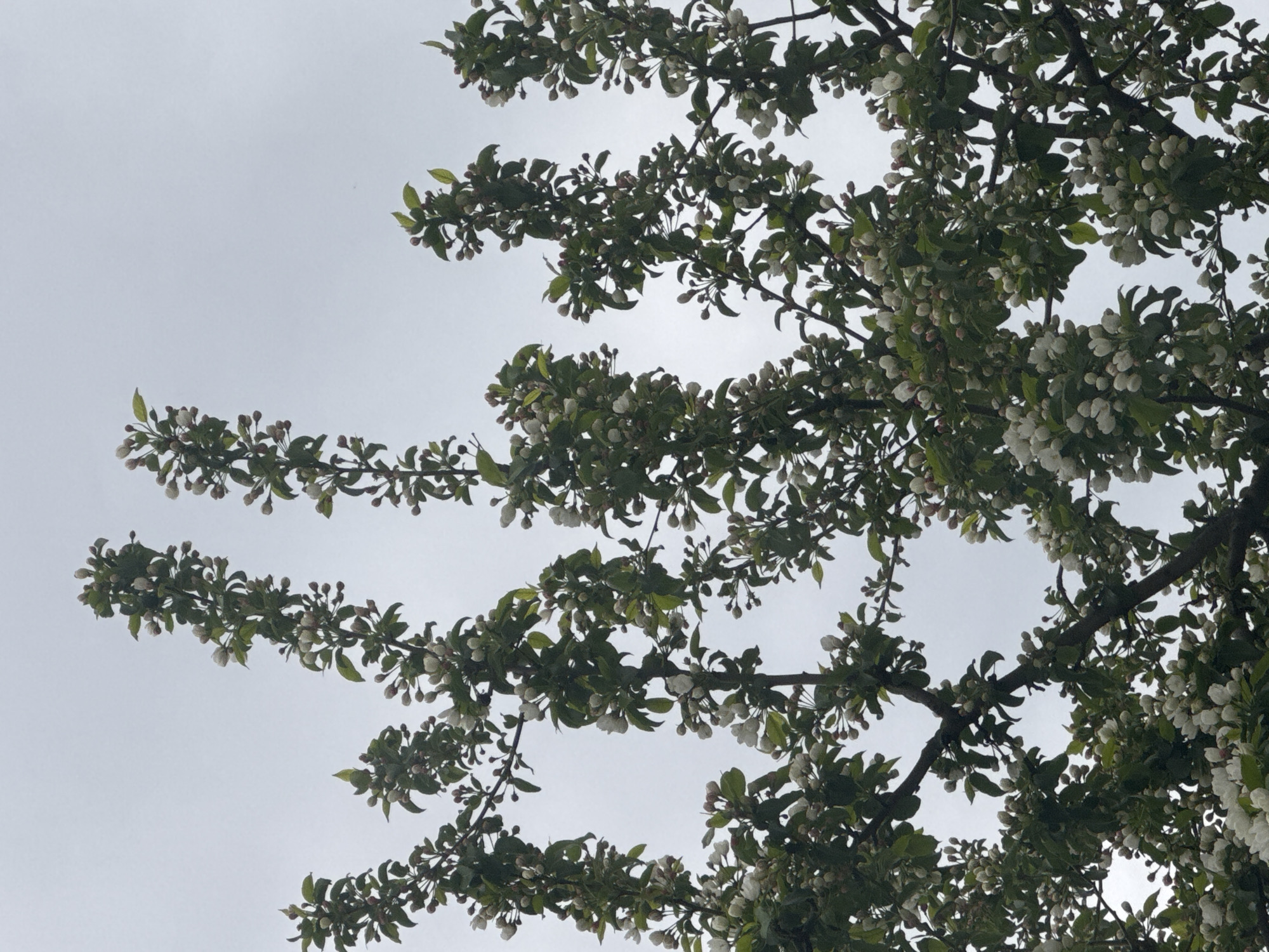 The image depicts tree branches with white flowers and green leaves against a cloudy sky. The scene appears to be outdoors, with the focus on the blossoming tree and the overcast background. There are no people or other identifiable subjects visible. The information provided does not contain information about the location of the city of Chaikovsky, Russia.