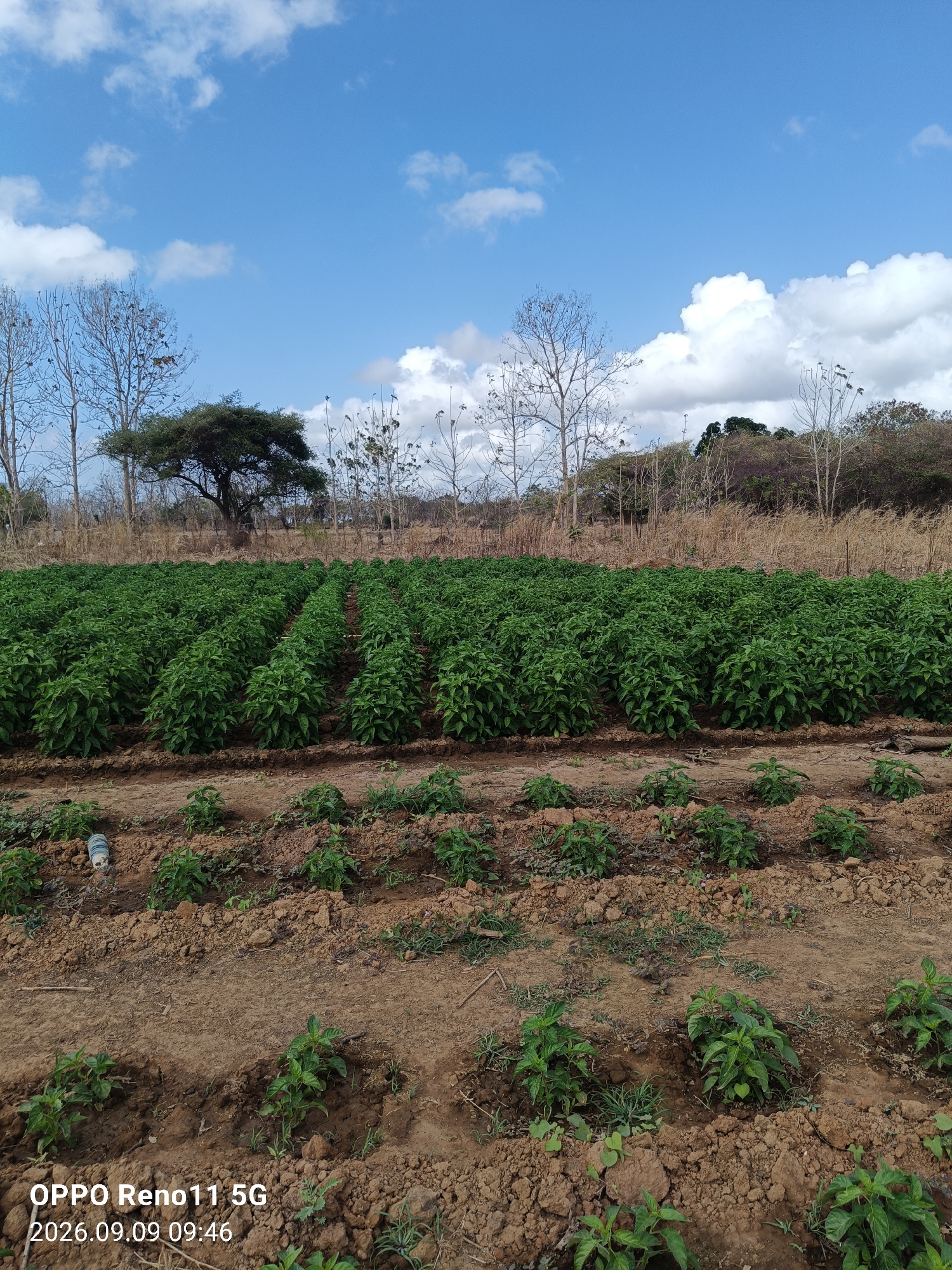 This image depicts a field of crops, likely chili peppers, in Otan, Indonesia. The plants are arranged in neat rows, with the larger, more mature plants dominating the foreground and middle ground. In the background, a single, large acacia tree stands prominently, surrounded by drier vegetation and sparse, leafless trees, suggesting a rural or semi-arid environment. The sky above is a bright blue with scattered white clouds. The foreground also shows smaller, younger plants and the reddish-brown soil typical of agricultural land in the region. A white plastic bottle is visible on the left side of the frame. The image is timestamped as 2026.09.09 09:46.