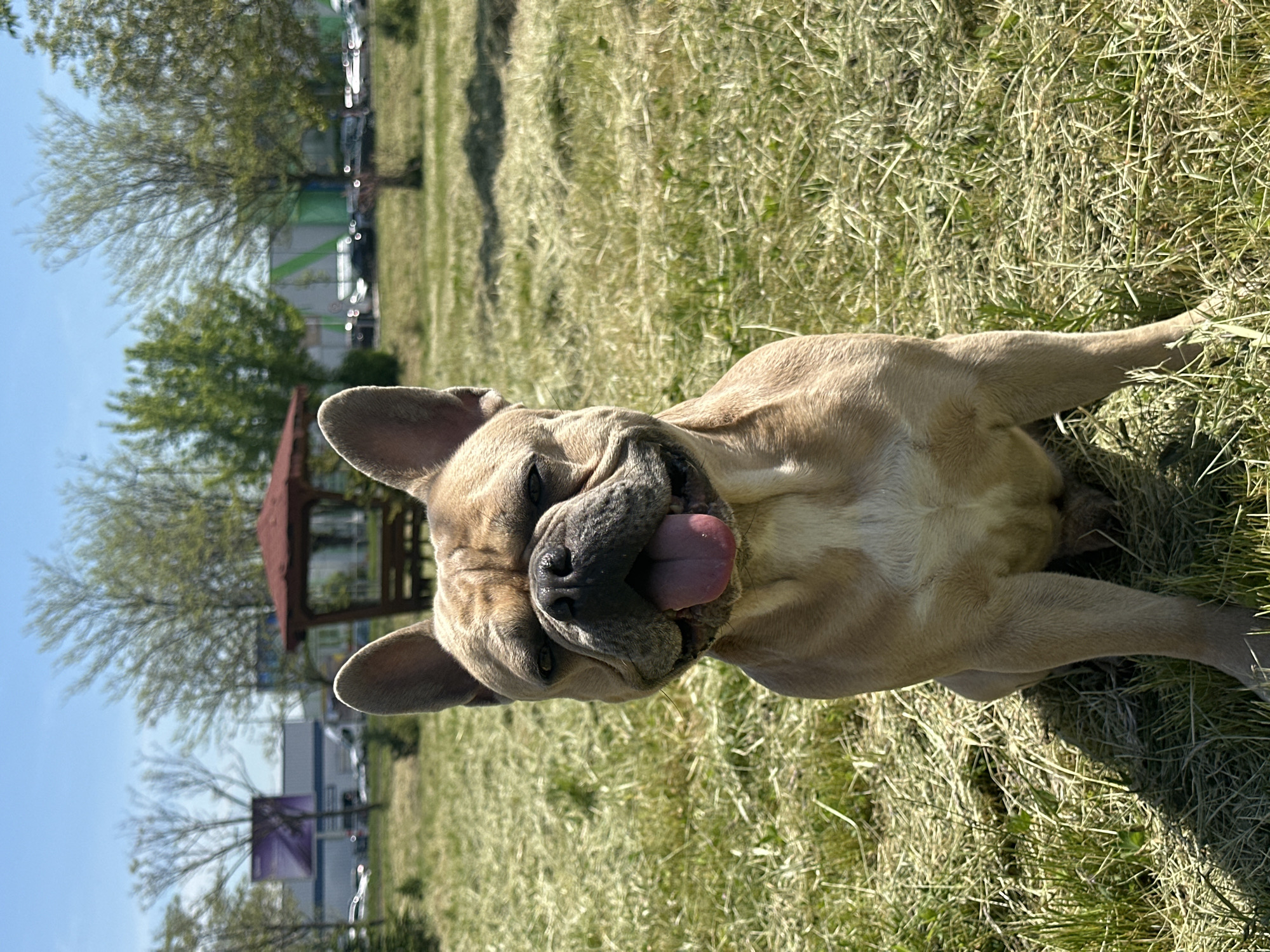 A medium-sized, tan French bulldog lies in the grass, tongue lolling out of its mouth. A small gazebo is visible in the background, behind the dog's head. In the distance, cars are parked in front of a building. The sky is blue and sunny. The location is a grassy area, possibly a park, in an unknown city.
