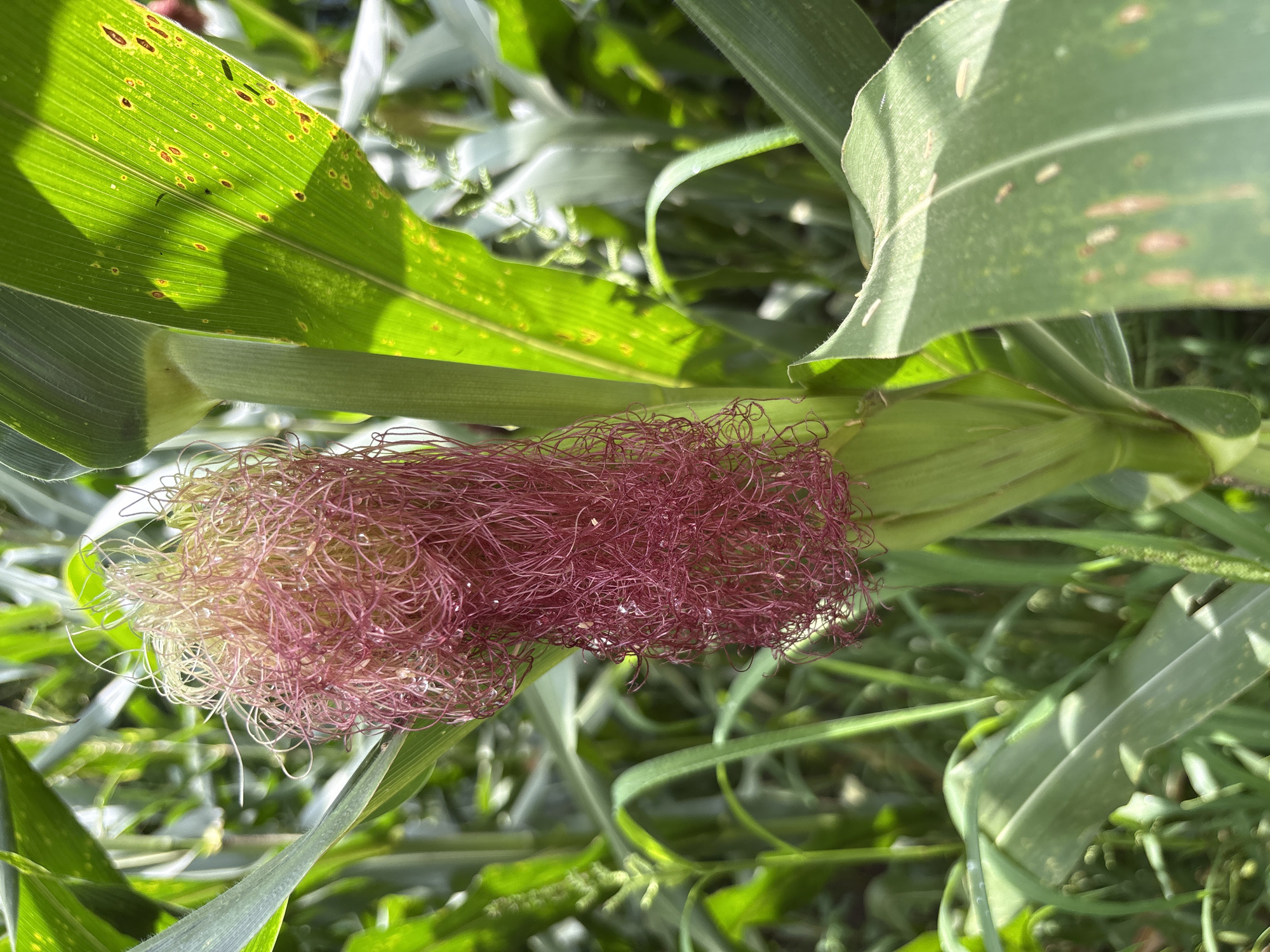 A close-up shot captures a developing ear of corn in a field, likely in Baldwara, India. The corn silk, a vibrant reddish-pink, cascades from the green husk, glistening with small water droplets. Sunlight filters through the broad, green leaves of the corn stalks, casting dappled shadows and highlighting some yellowing spots and rust-colored blemishes on the foliage. The background is a blur of more green corn stalks and leaves, indicating a dense agricultural setting. The focus is sharp on the corn ear and its immediate surroundings, with the rest of the scene softly out of focus. No people or animals are visible in the frame.