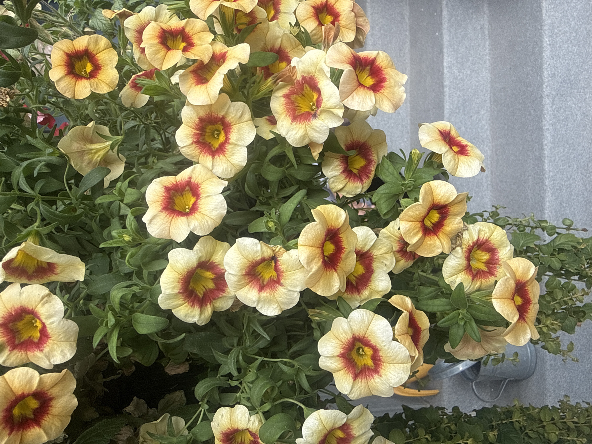 This is a close-up, overhead shot of a cascade of blooming petunias with cream-colored petals and deep red and yellow centers. The flowers are densely packed, with lush green foliage interspersed throughout. The background consists of a textured gray surface, possibly steps or a deck, with a small, silver watering can visible on the left side of the frame. There are no people or animals present. The scene is an outdoor setting, likely a garden or balcony in Calgary, Canada, given the provided context.