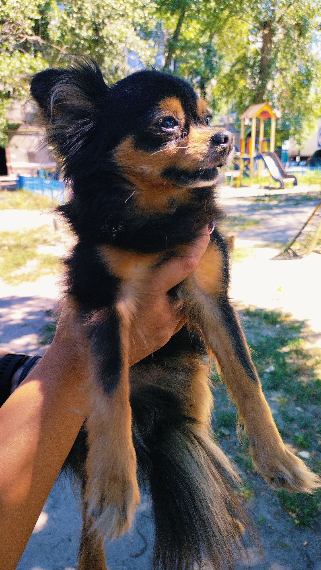 A person's hand holds a small, long-haired black and tan dog in front of a playground. The dog is facing to the right, with its head tilted slightly up. Its eyes are open, and its ears are perked. The background shows trees, a blue fence, and a yellow and red playground structure with slides. The ground is covered with dirt and some patches of grass. The image appears to be taken outdoors on a sunny day. The overall scene is consistent with a public park or residential courtyard in Horishni Plavni, Ukraine, given the presence of typical urban amenities like playgrounds and trees.