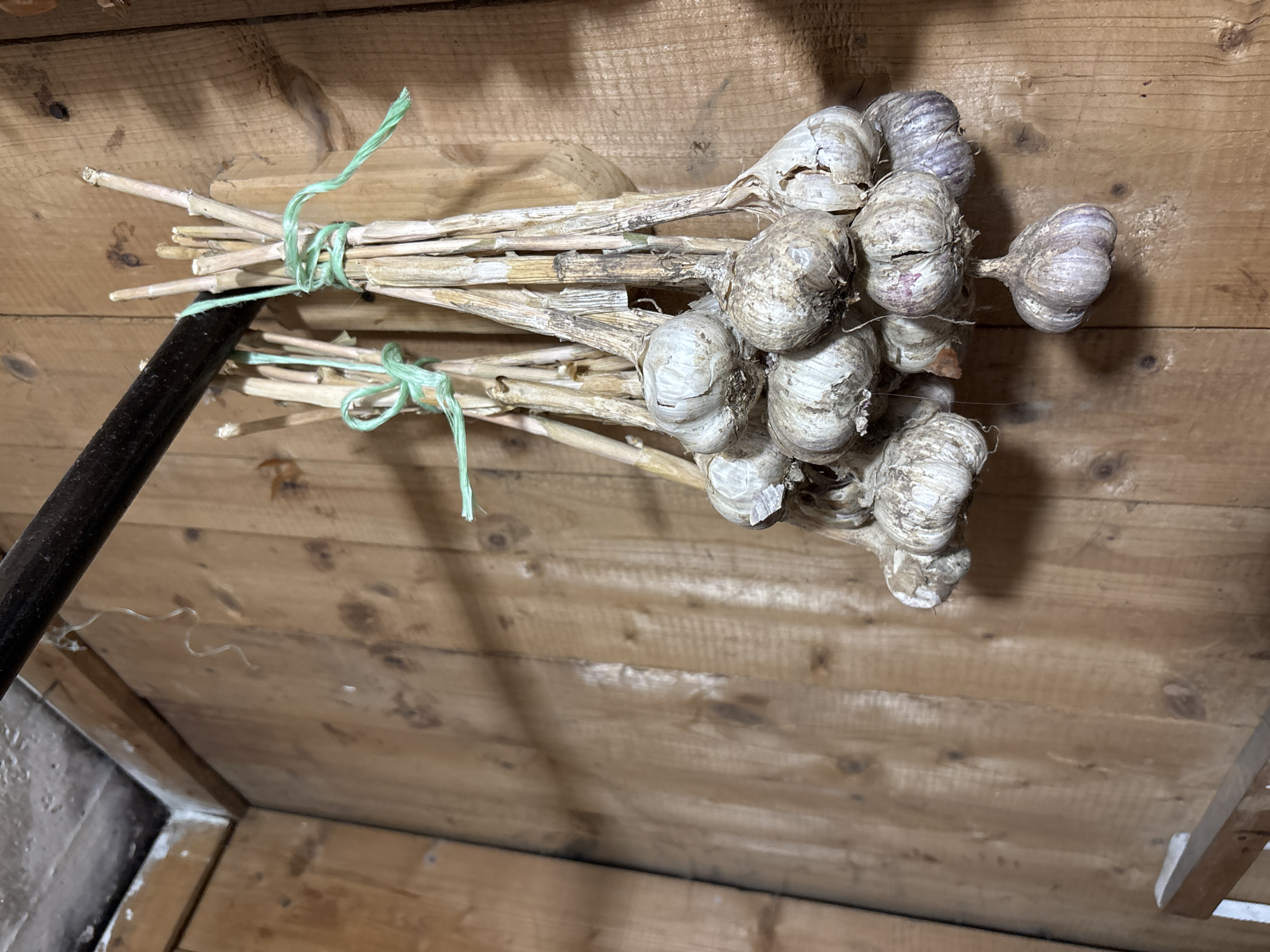 In a dimly lit, rustic wooden room, likely a pantry or storage area in a rural home in Ilpanur, Russia, several bunches of dried garlic hang suspended from a dark metal rod affixed to the ceiling. The garlic bulbs, some showing purplish hues, are enclosed in papery skins and attached to dried stalks. The stalks are bound together with light green twine. The wooden walls are rough-hewn and show prominent grain patterns, with a section of the ceiling visible in the upper left corner. The overall impression is one of storage for harvested produce in a traditional setting.