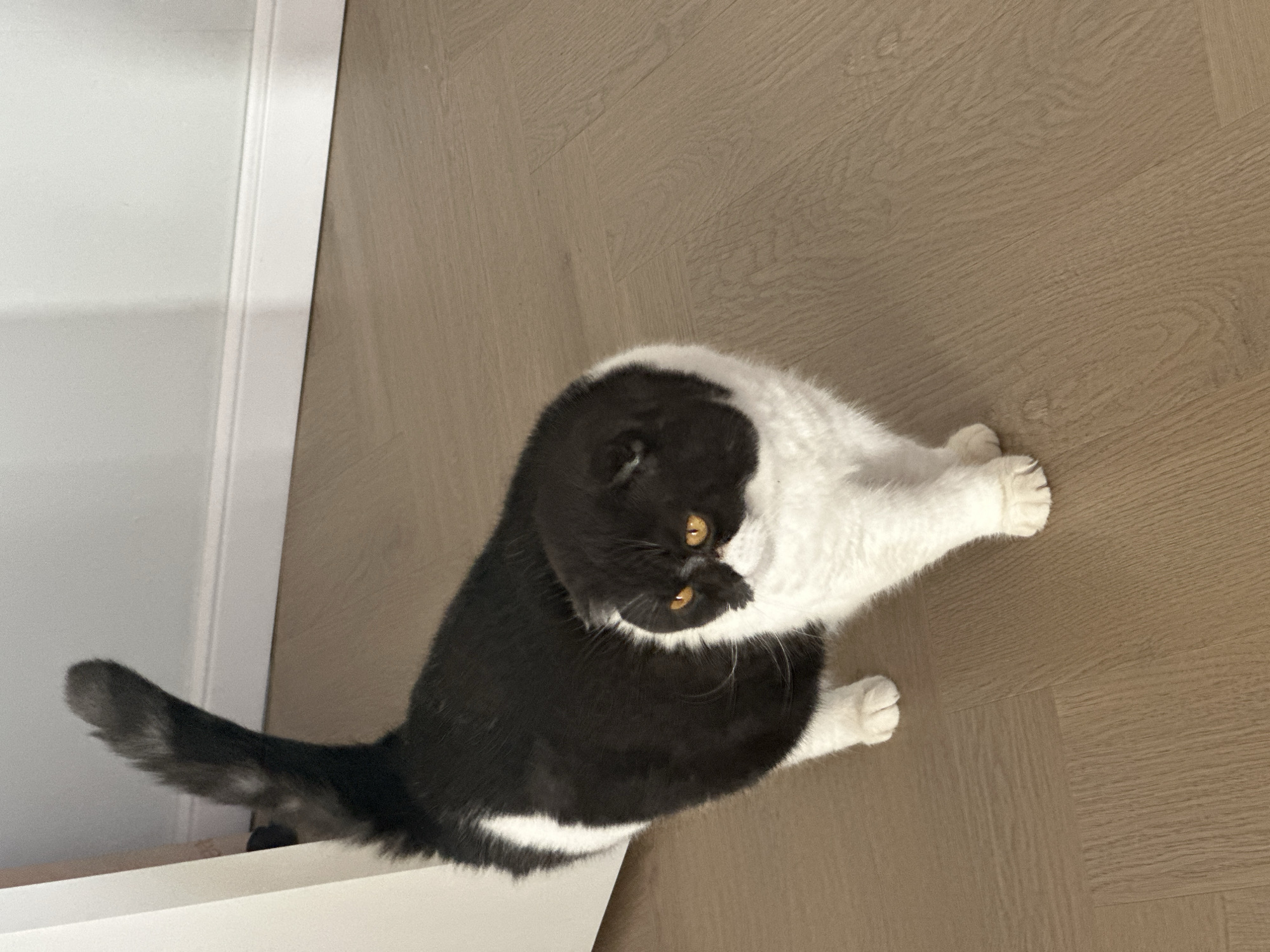 A top-down view depicts a black and white cat on a light brown hardwood floor next to a white structure, possibly a cabinet or wall. The cat has yellow eyes and a mostly black head and back, with a white belly and white paws. The tail is black. The location in the city of Kharnavy, Russia, is not discernible from the image.