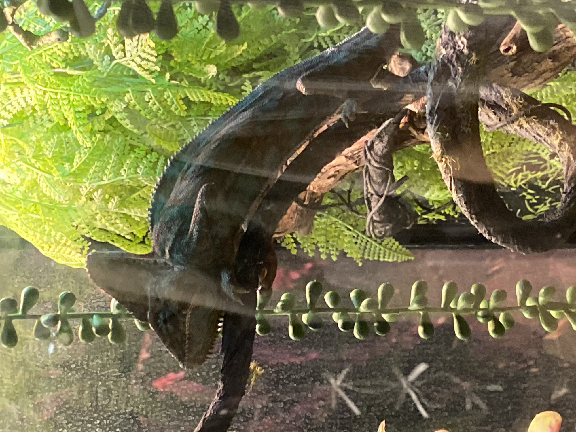 The image shows a chameleon perched on a branch within an enclosure. The chameleon, dark in color, is positioned to the left of center, facing left, with its head raised. Its scales appear textured, and its eye is visible. Behind the chameleon, lush green foliage, resembling ferns, fills the background. The enclosure has branches and what appear to be hanging succulent-like plants on the left side. The lighting is bright, illuminating the scene from the top. There are no visible people or any identifiable features of Yekaterinburg, Russia, in this image. The scene is contained and appears to be an exhibit, possibly in a zoo or a private collection.