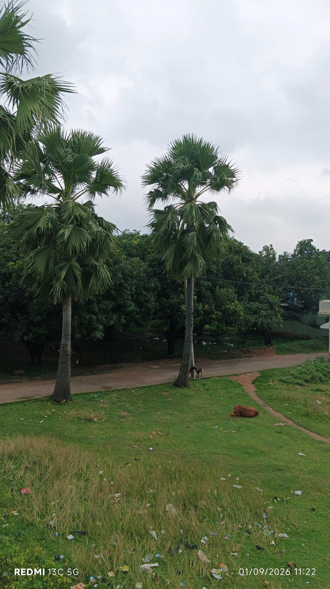 The image depicts an outdoor scene in Sondiha North, India, characterized by a cloudy sky and lush greenery. Two prominent palm trees stand tall on the left and center of the frame, with dense foliage of trees forming a backdrop. In the middle ground, a dirt path runs horizontally, with a brown cow resting on the grassy area to the right of the path. Near the base of the right palm tree, two dogs are visible. The foreground is covered in grass and scattered debris, including plastic waste. A building facade is partially visible on the far right. The timestamp "01/09/2026 11:22" and "REDMI 13C 5G" are imprinted in the lower portion of the image.