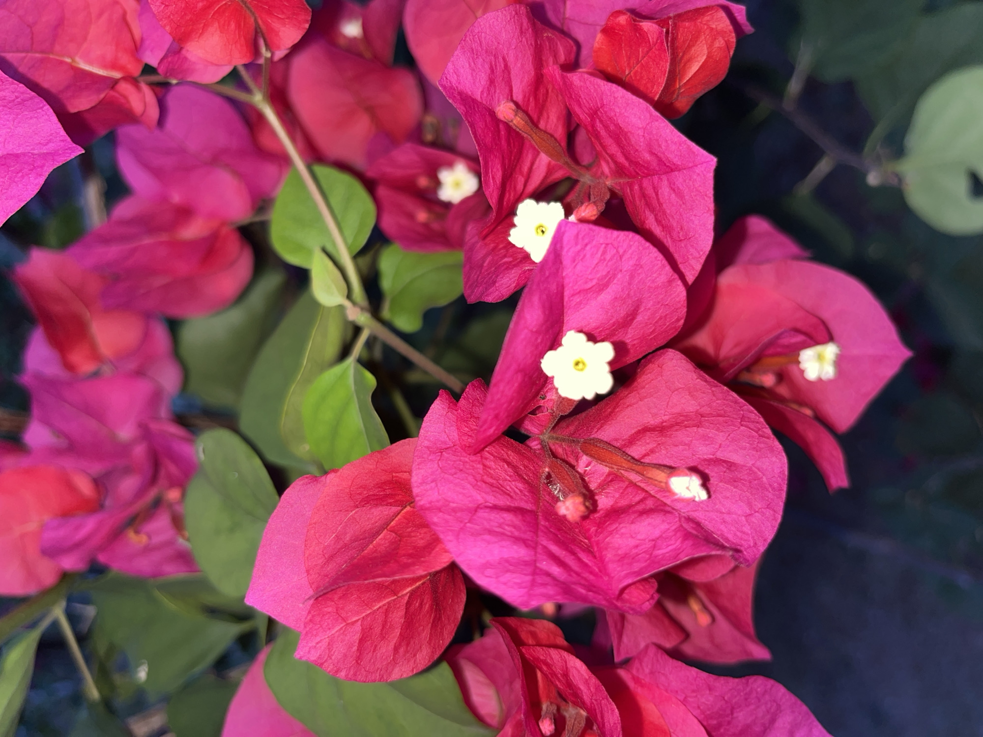This close-up photograph features a dense cluster of vibrant bougainvillea flowers. The primary subjects are the colorful bracts, which are in various shades of fuchsia, magenta, and deep pink to reddish-pink. Each cluster of bracts typically contains small, tubular white true flowers with tiny yellow centers, clearly visible in the foreground and mid-ground.
The flowers are shown growing on green stems, with several green leaves interspersed among the blossoms. The background is softly blurred, providing a shallow depth of field that emphasizes the intricate details and rich colors of the flowers in focus. The lighting appears bright and natural, illuminating the petals and leaves without harsh shadows.
No specific activity or event is taking place; the image is a static portrayal of a flowering plant. The abundance and vibrancy of the bougainvillea are notable, suggesting a tropical or subtropical climate. This aligns with the provided location context of Tinaquillo, Venezuela, where such plants are common. There is no visible text within the image.