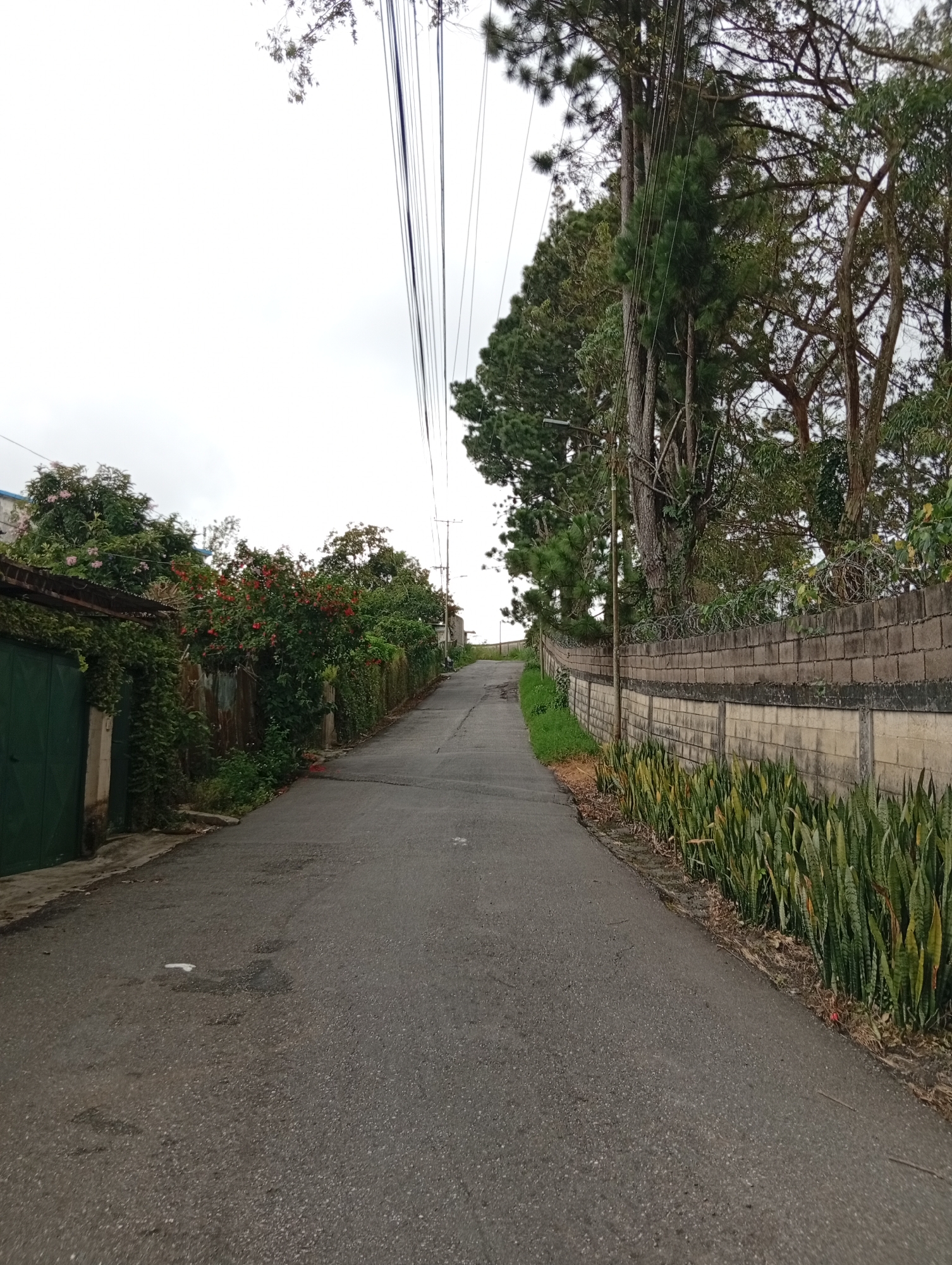 The image depicts an upward-sloping paved street in San Antonio de Los Altos, Venezuela. The street is flanked by a brick wall on the right, topped with barbed wire and a line of snake plants at its base. On the left, there is a green gate, a corrugated metal fence partially covered in vines, and abundant flowering bushes with red and pink blooms. Tall pine trees and other foliage line the wall on the right, and power lines are visible overhead, stretching across the cloudy sky. The scene is devoid of any people.