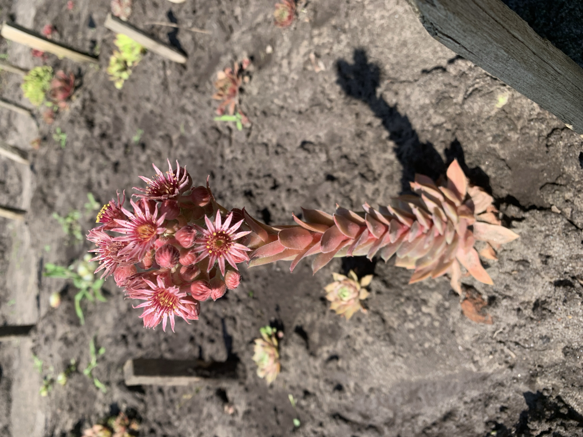 A close-up, eye-level shot showcases a tall, flowering succulent plant with pink star-shaped blossoms at its apex, standing in dark soil. The succulent's stem is segmented and appears to be composed of tightly packed, reddish-pink leaves. The plant is the primary subject and is sharply in focus, while the surrounding environment is blurred. Several other smaller, rosette-shaped succulents, some green and some reddish, are scattered in the background. Wooden stakes, likely used as plant supports or markers, are visible in the soil at various angles and distances. The ground is uneven, with patches of exposed soil and some small, green sprouts. Sunlight casts a distinct shadow of the main succulent onto the ground to its right. The overall scene suggests an outdoor garden setting, possibly in Pokotylivka, Ukraine, given the provided context.