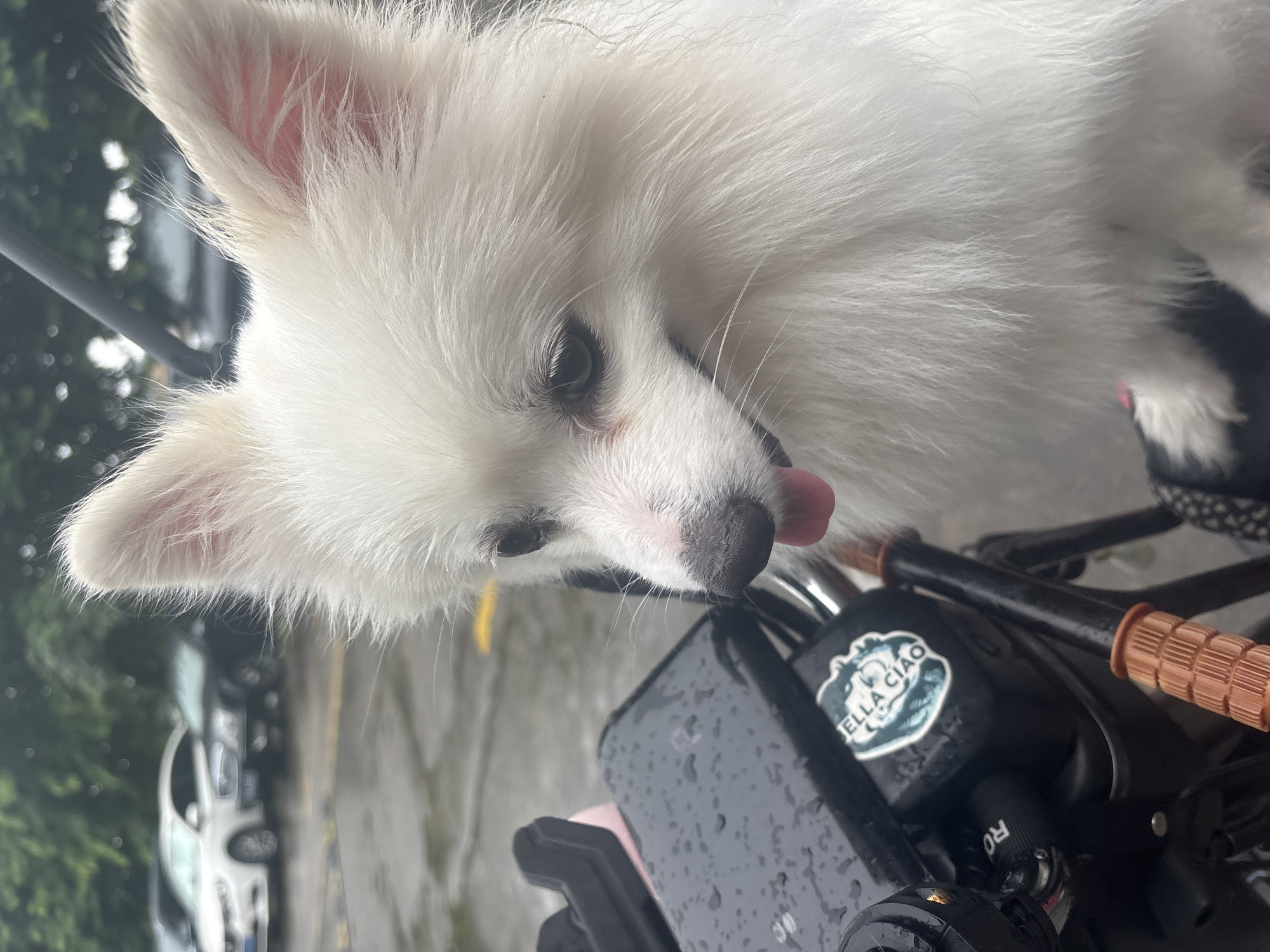 A white Pomeranian dog with its tongue out is sitting on a motorcycle handlebars in Nanhai District, China. The dog's fur is fluffy and white, with pink inside its ears. Its eyes are dark and its nose is black. The motorcycle handlebars are black with orange grips. A black phone is mounted on the handlebars, and it has a sticker on it that says "ELLA CIAO". The background is blurred, showing trees and cars in a parking lot. The ground is wet, indicating it may have recently rained.