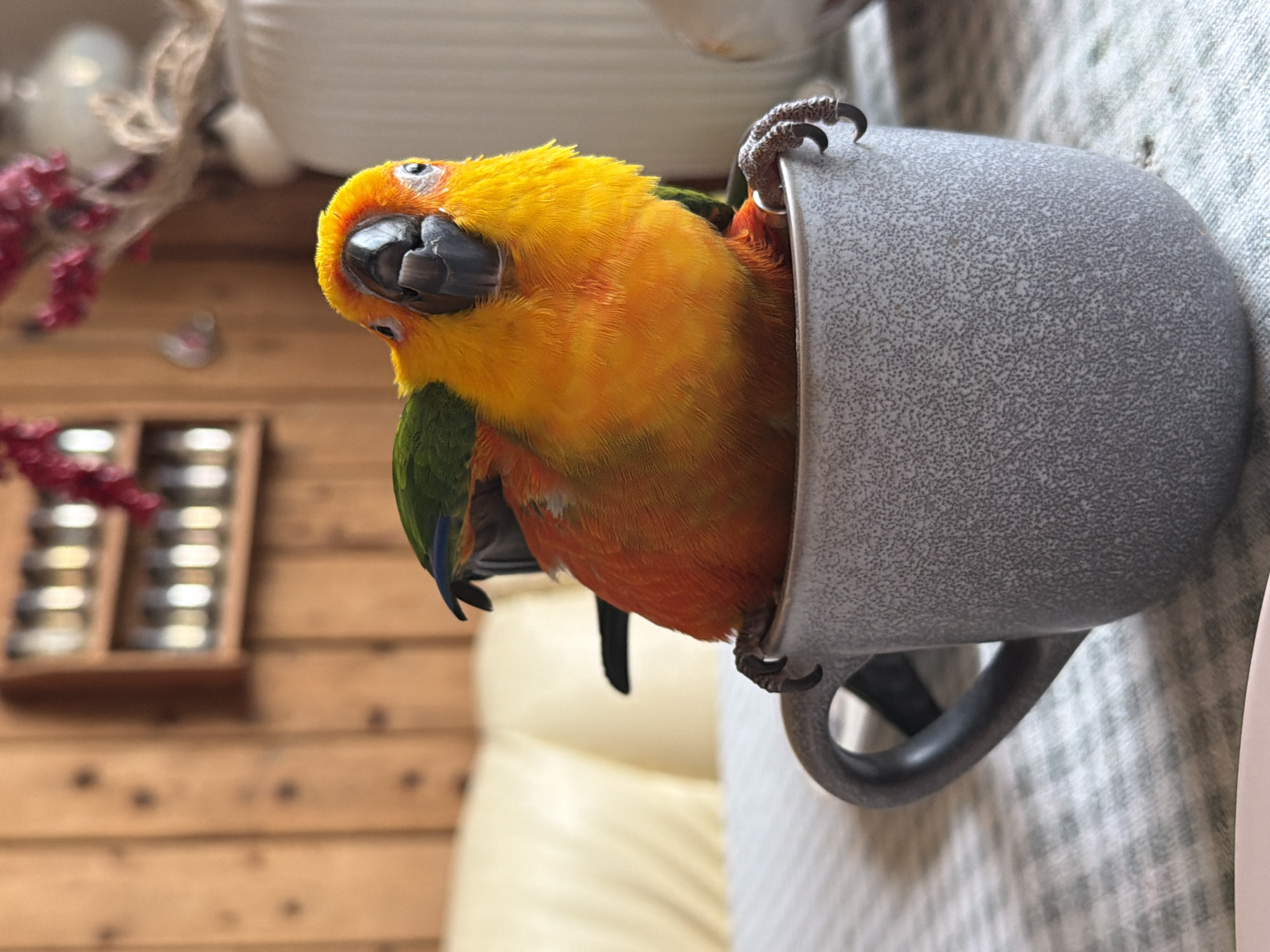 A vibrant orange and yellow Sun Conure parrot is perched inside a speckled gray mug. The mug is sitting on a surface with a light gray and white plaid pattern. The parrot's claws are gripping the rim of the mug. The background includes a wooden wall, a display case containing small, round objects, and a light-colored sofa. There is no evidence to suggest the image was taken in Khimki, Russia.