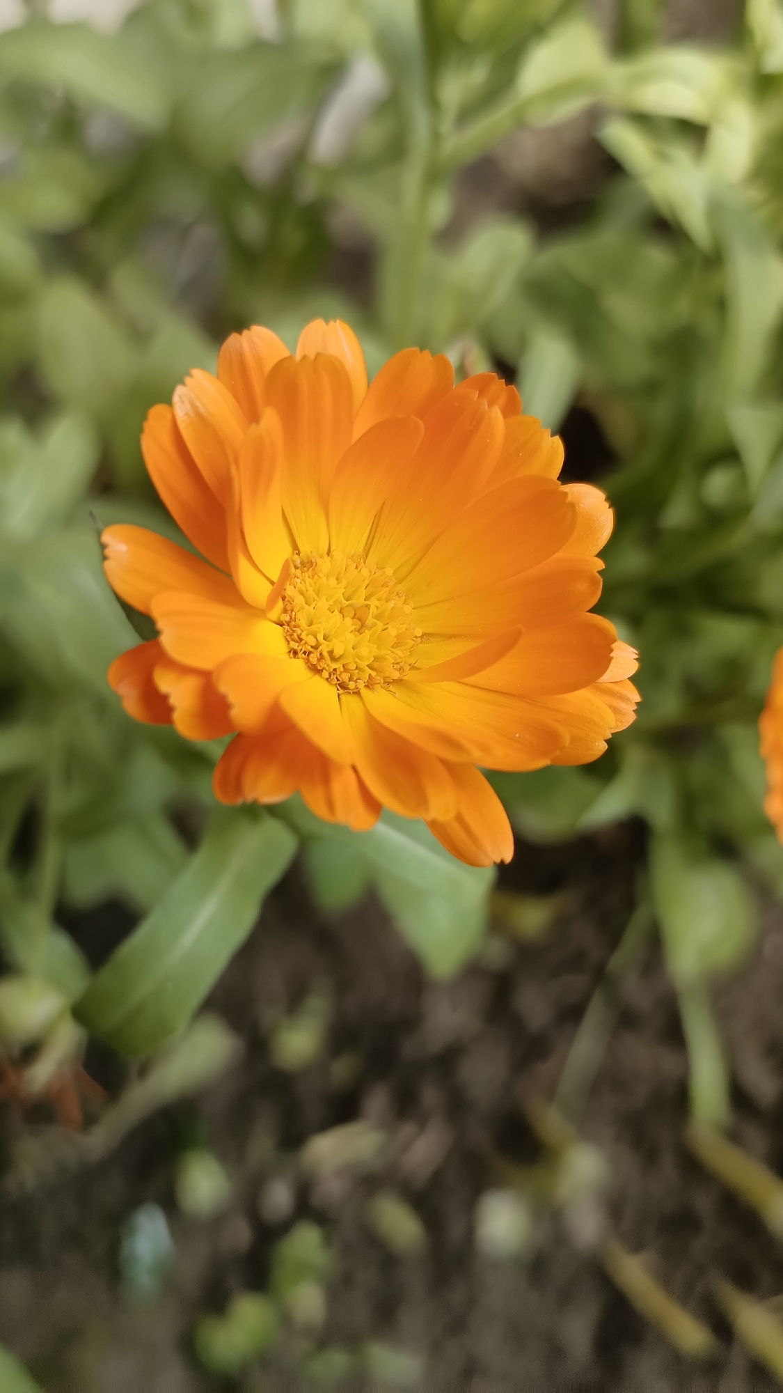 A close-up shot of an orange calendula flower in bloom. The flower's petals are a vibrant orange, with a dense, yellow center. The flower is surrounded by green leaves. The background is blurred, suggesting a garden setting. There is no visible indication of being in Muzga, Bulgaria, or any people or interactions. The scene depicts a single flowering plant in its natural environment.