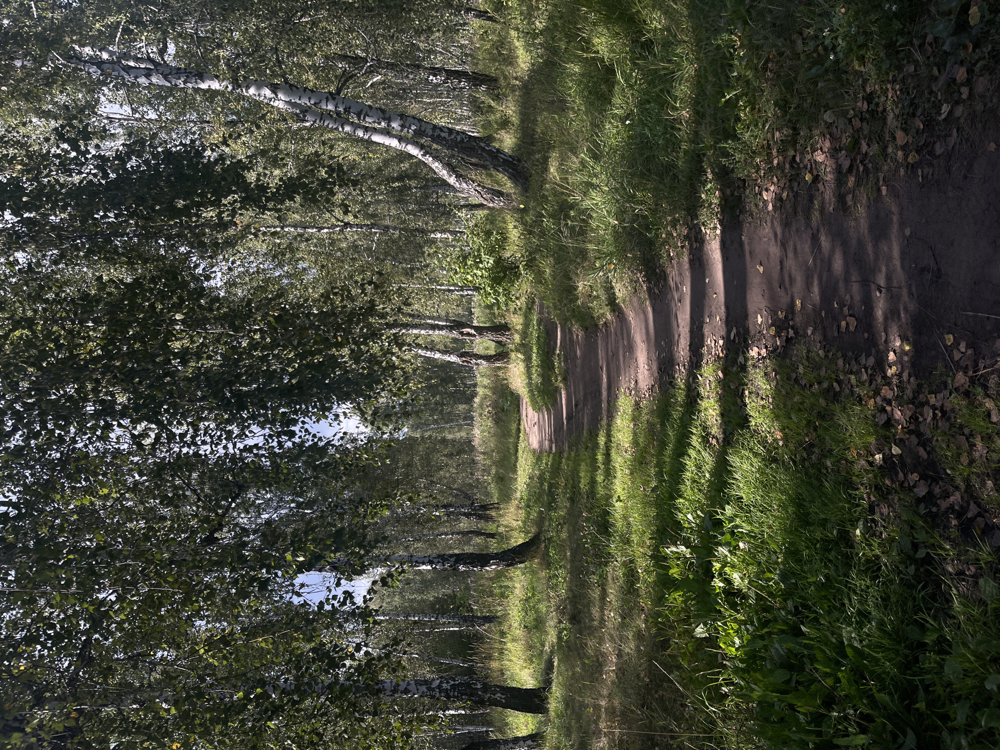 The image depicts a dirt path winding through a sun-dappled birch forest. Tall birch trees with their characteristic white bark line the path on both sides, their green leaves forming a canopy overhead, allowing shafts of sunlight to illuminate the ground. The path itself is narrow and appears to be well-trodden, with fallen leaves scattered along its edges and on the surrounding grassy areas. The grass is a vibrant green, interspersed with patches of dry leaves and some small wildflowers. In the background, the forest continues, with more birch trees and dense foliage creating a sense of depth. The overall impression is one of a peaceful, natural setting within a park or woodland area. This scene is characteristic of many suburban or park areas in Chelyabinsk, Russia, where birch forests are common.