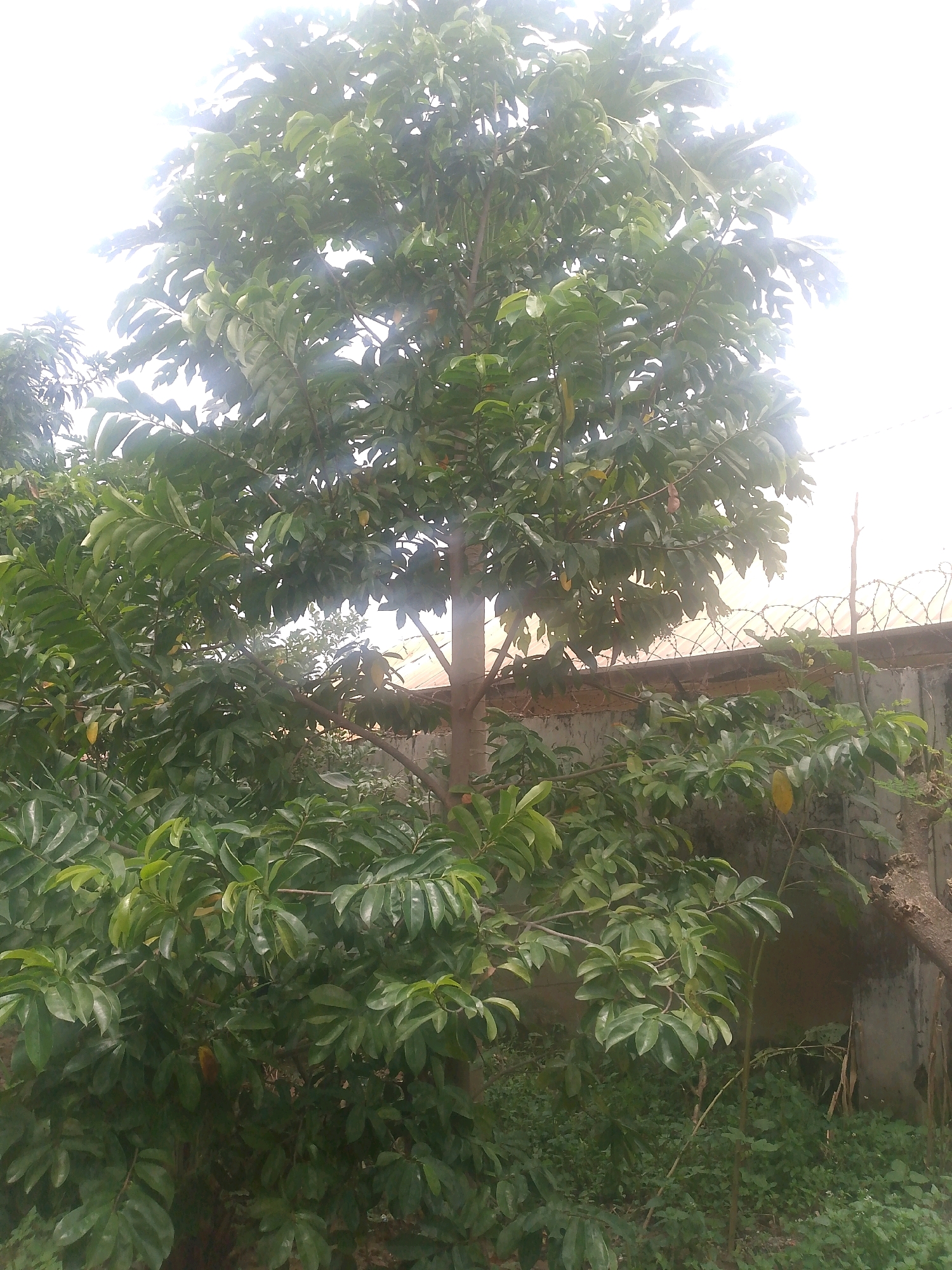An outdoor, eye-level medium shot captures a large, leafy tree with a light brown trunk in the foreground. The tree has numerous branches laden with vibrant green leaves, some of which appear to be slightly yellowed. A few small, brown, oval-shaped fruits are visible among the leaves. In the background, a wall topped with barbed wire fencing encloses the area. The wall is constructed of concrete blocks, and further back, a portion of a building with a reddish-brown roof is visible. The ground around the tree is covered in dense green vegetation and grass. The sky above is bright and overcast, with sunlight illuminating the upper portion of the tree, creating a washed-out effect. The scene is set in the city of Masaka, Nigeria.