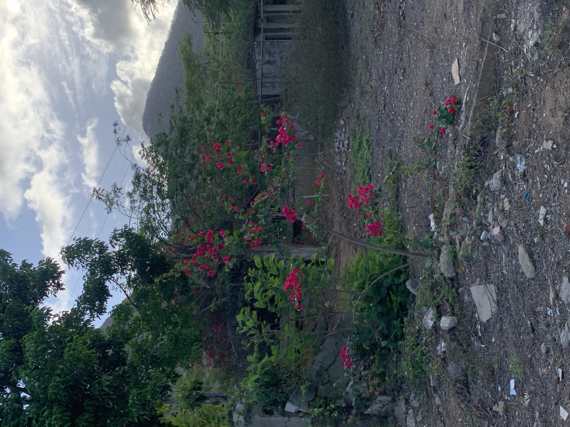 The image depicts an outdoor scene in El Valle del Espíritu Santo, Venezuela, featuring a neglected landscape with vegetation and derelict structures. In the foreground, the ground is covered with dry dirt, rocks, and scattered debris, including pieces of concrete and other refuse. A small tree with vibrant pink flowers is prominently featured in the mid-ground, its branches reaching upwards. Behind this flowering tree, dense green foliage and larger trees dominate the scene. To the right, a dilapidated concrete structure with visible openings stands partially obscured by overgrown bushes. In the background, a large, hazy mountain slopes upwards against a sky filled with clouds. The overall impression is one of a rural or semi-abandoned area with natural elements encroaching on man-made ruins. No people are visible in the image.