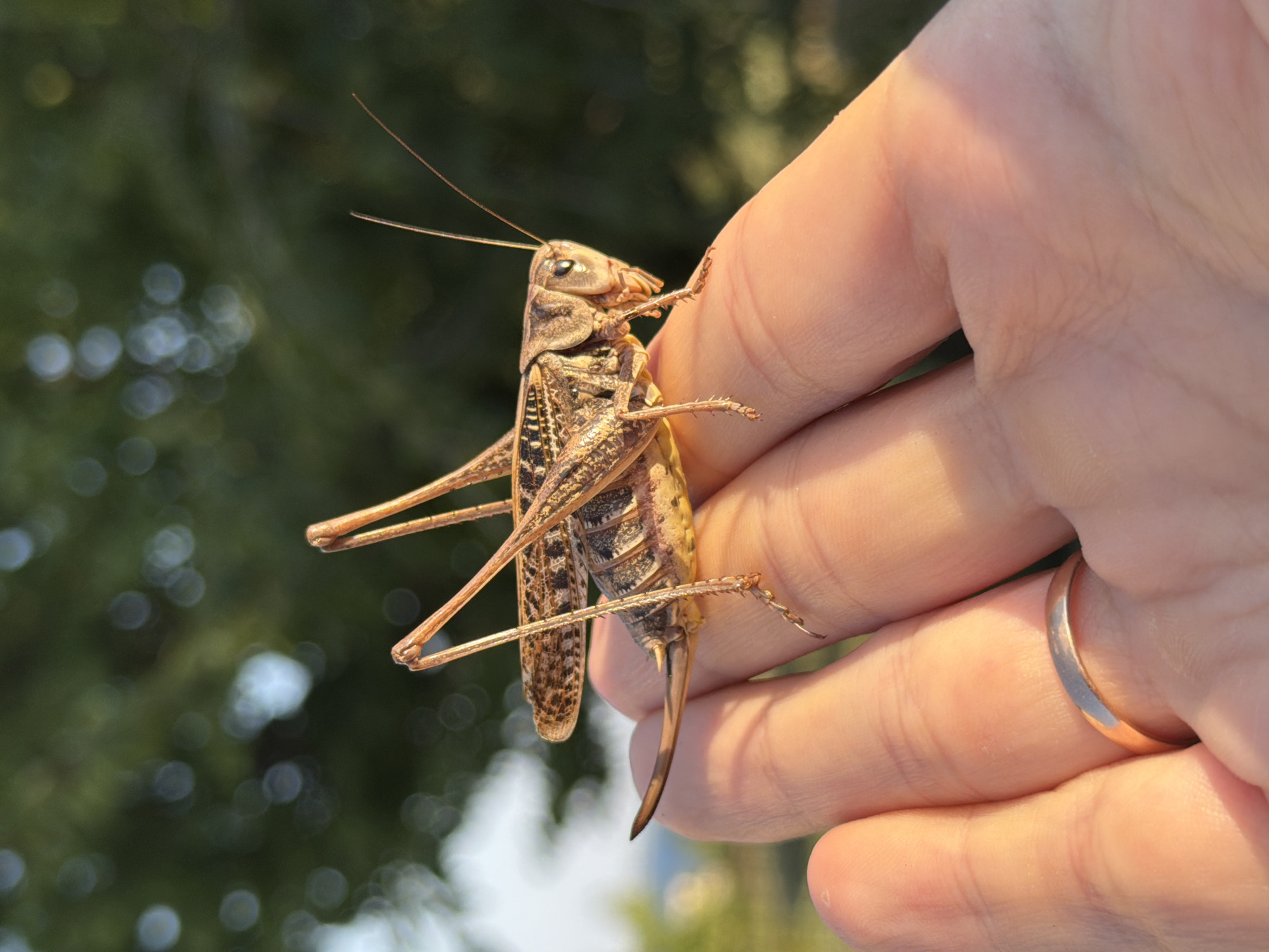 A close-up, vertical, eye-level shot captures a grasshopper perched on a human hand. The grasshopper, positioned on its side, displays intricate brown and tan markings. Its long legs are visible, with some resting on the fingers and others extended. A thin, gold wedding band is worn on one of the fingers. The hand, with visible skin texture and folds, is illuminated by warm, golden light, suggesting it might be late afternoon or early evening. The background is softly blurred, showing green foliage and hints of a bright sky, indicating an outdoor setting, likely in a natural or park-like environment. The image's focus is sharp on the grasshopper and hand, with a shallow depth of field.