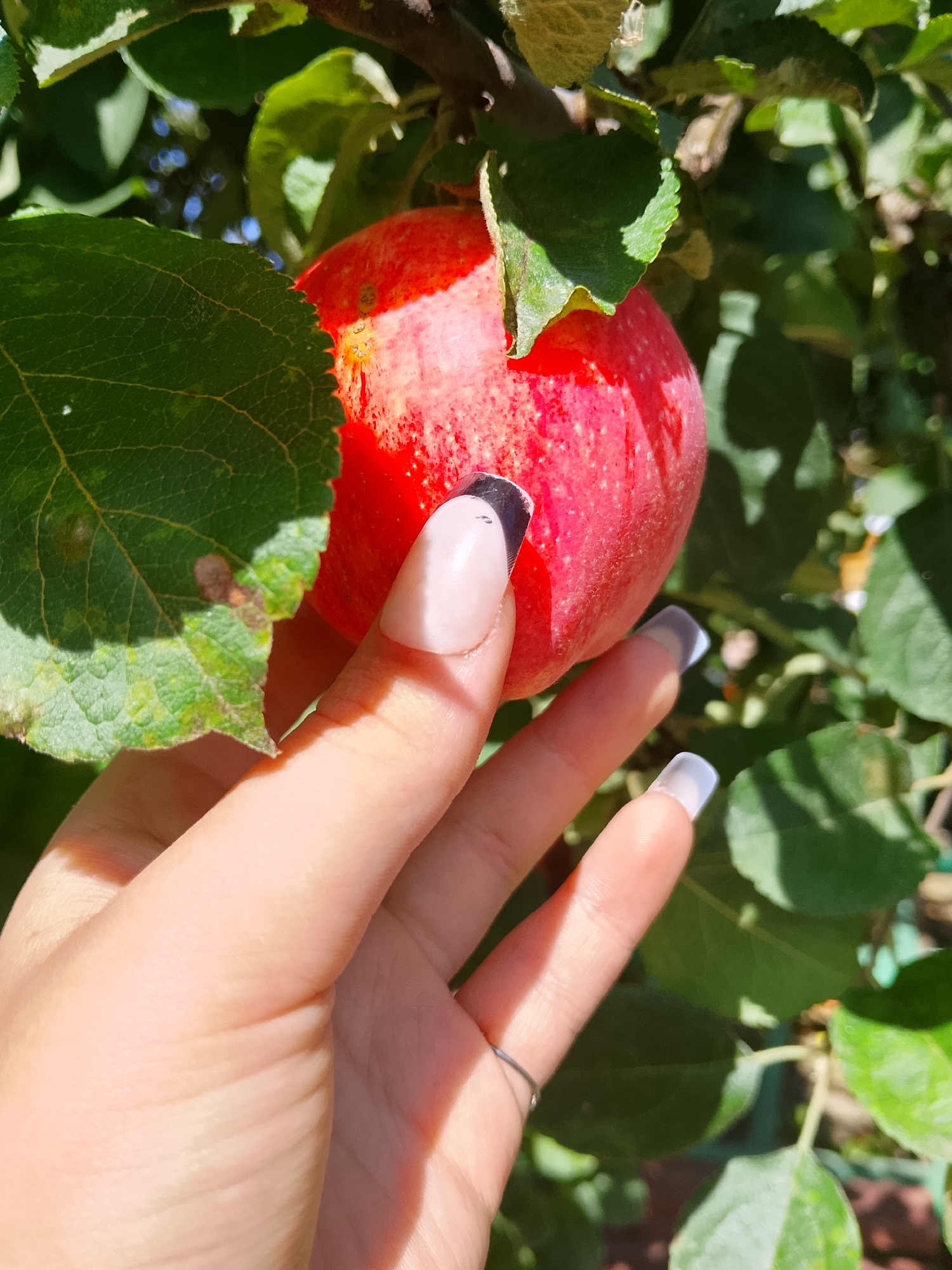 A close-up shot shows a hand with light pink and white French manicured nails reaching towards a red apple hanging from a tree branch. The apple is partially obscured by green leaves. The hand is positioned to the right of the apple, with the fingertips gently touching its surface. The background consists of more green foliage, suggesting an outdoor setting, likely an orchard or garden. The image is shot in bright daylight, casting shadows that highlight the textures of the leaves and the skin of the apple. No specific location in Verkhopol'e, Russia is identifiable from the visual information provided.