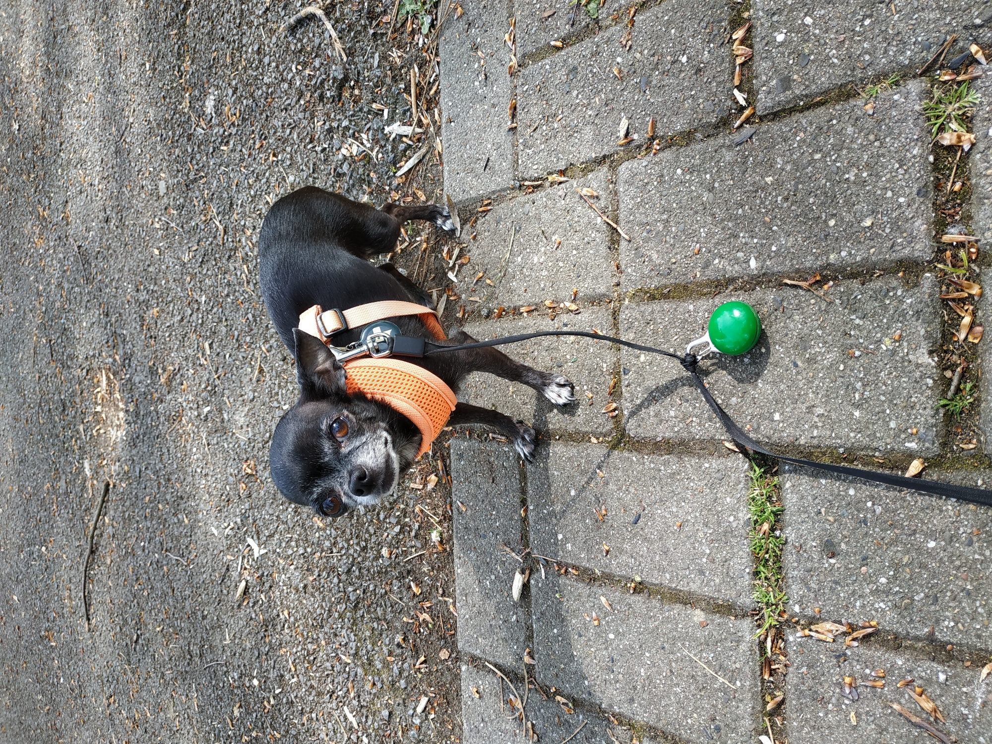 A black dog with white markings on its face is lying on a sidewalk, wearing an orange mesh harness and attached to a black leash. The leash has a green ball attached. The sidewalk consists of gray concrete paving stones, some with grass growing in the seams. To the left of the sidewalk is a rough, gravelly surface with scattered debris. The location is not evident from the image, thus it cannot be definitively identified as Dortmund, Germany.