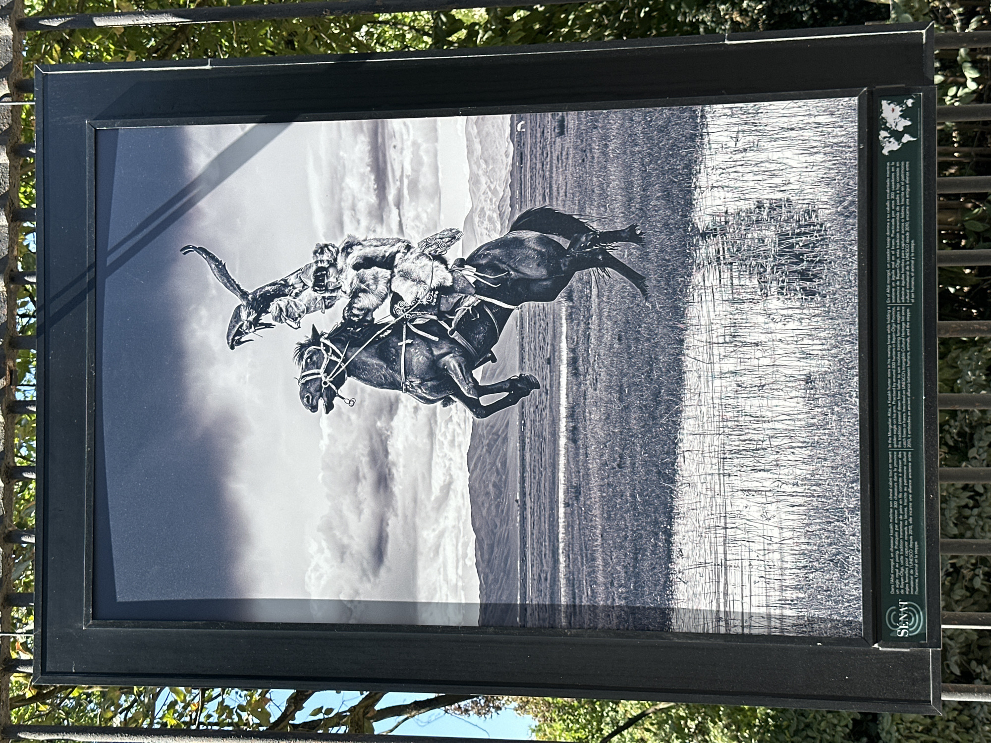 A framed black and white photograph is displayed outdoors, mounted on a black metal fence. The photograph depicts a man on a rearing horse, holding a bird of prey on his arm. The man is dressed in traditional fur clothing, and the bird appears to be a golden eagle. Behind them, a vast, flat landscape stretches to distant mountains under a dramatic, cloudy sky. In the foreground of the photograph, there is a body of water with reeds, reflecting the scene above.
Below the photograph, a plaque with text and a world map is attached to the frame. The text appears to be multilingual, with one section beginning with "Dans l'Altai mongol..." and another with "In the Mongolian Altai...". The "SENAT" logo is visible on the left side of the plaque.
The photograph is positioned in an outdoor setting, with dappled sunlight suggesting it is daytime. Green foliage and tree branches are visible on the left side of the frame, indicating a park or garden environment. The metal fence on which the photograph is mounted suggests it is part of a public display or exhibition. Given the "SENAT" logo, this display is likely located within or adjacent to the Senate of France building in Paris, potentially in the Luxembourg Garden or on the grounds of the Palais du Luxembourg.